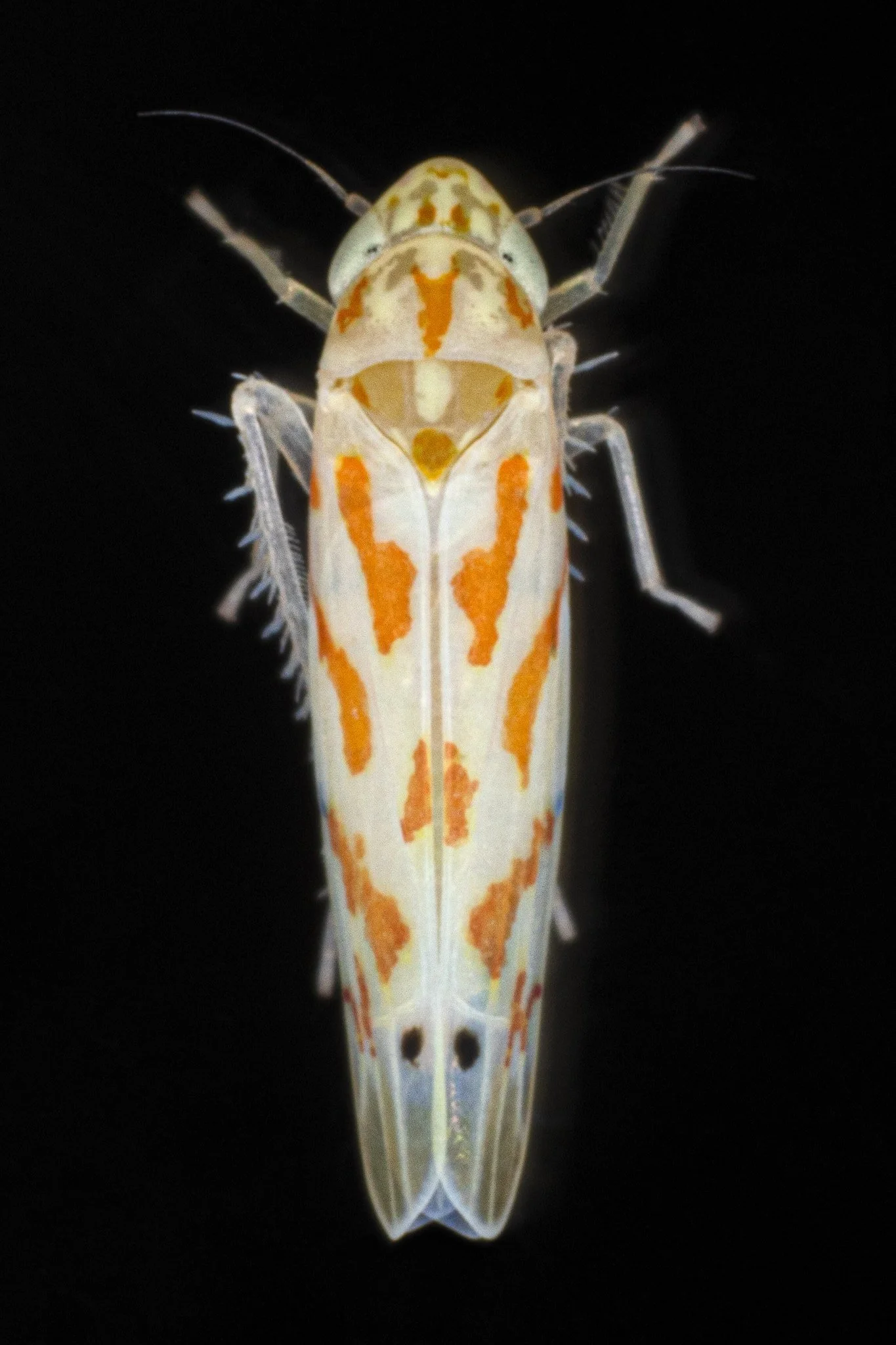 Eratoneura sp.