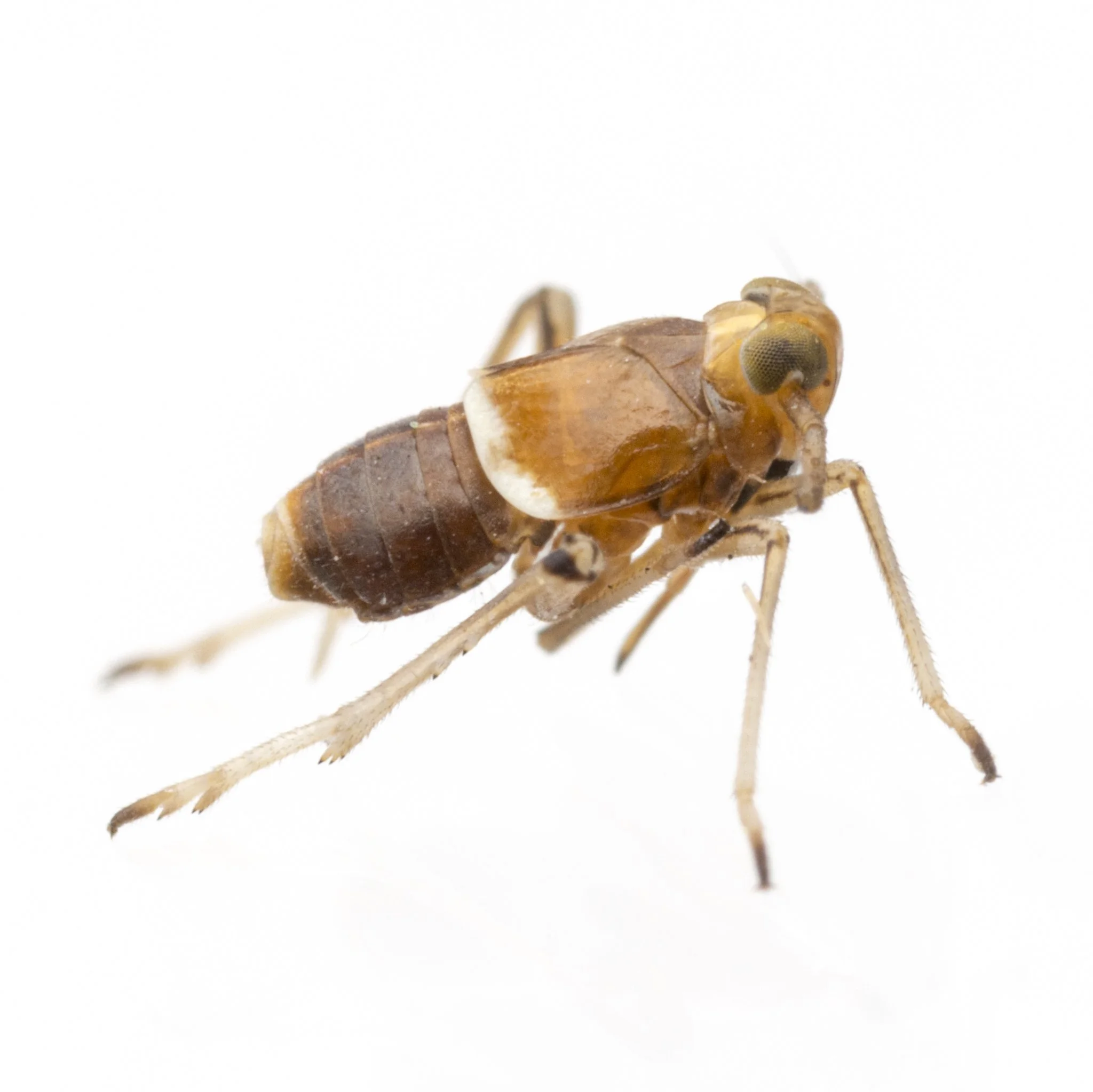 Pissonotus delicatus