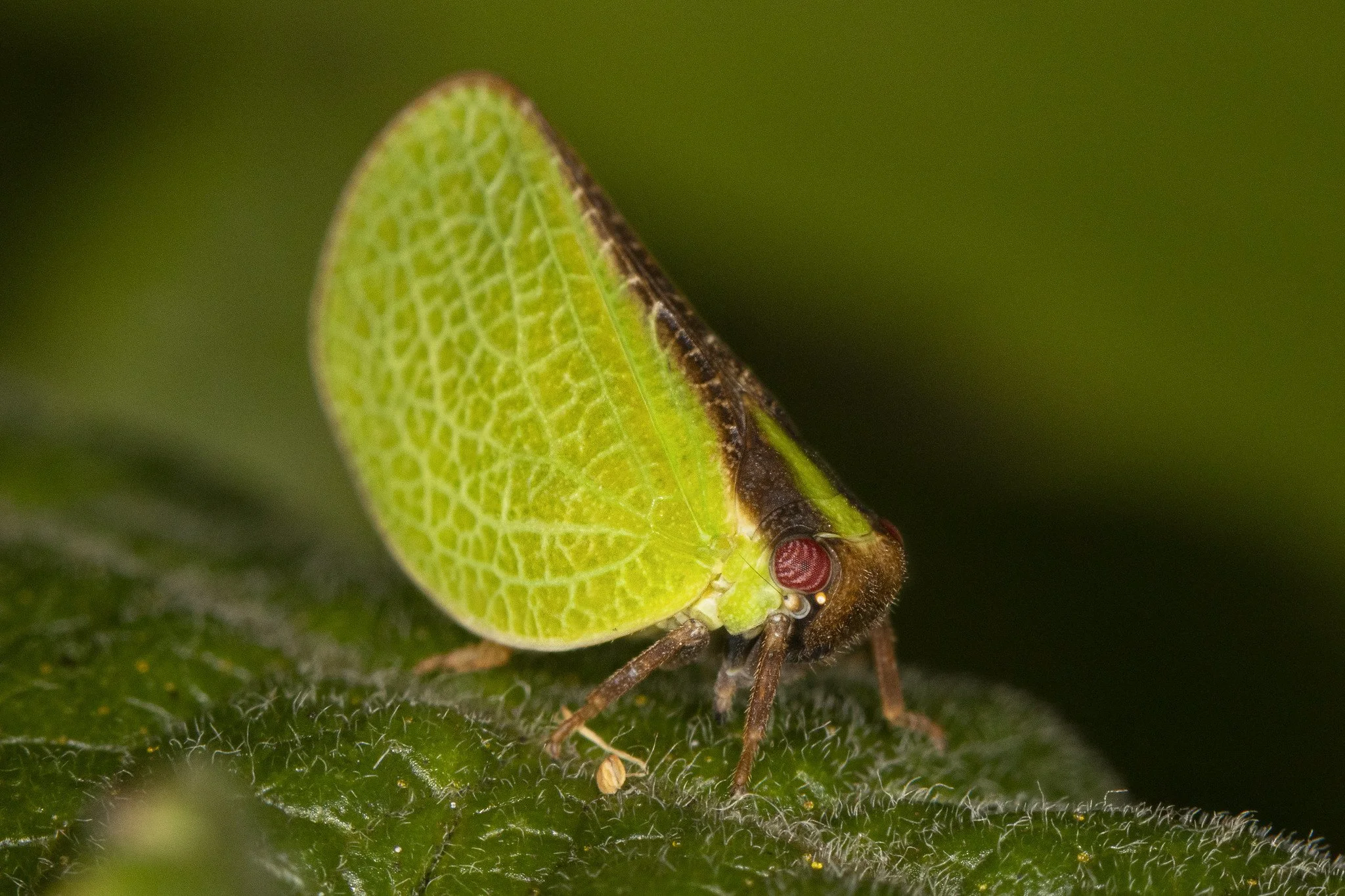 Acanalonia bivittata