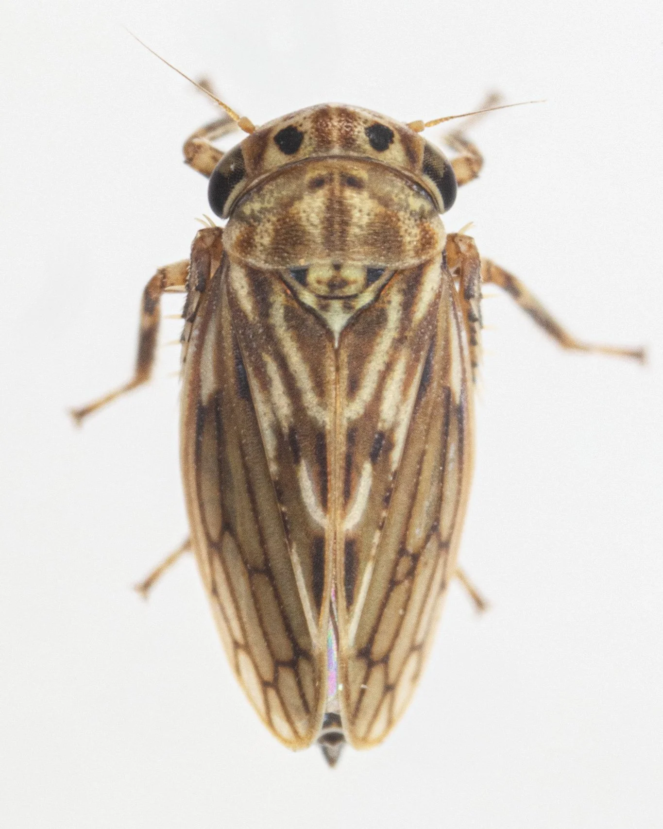 Aceratagallia agricola