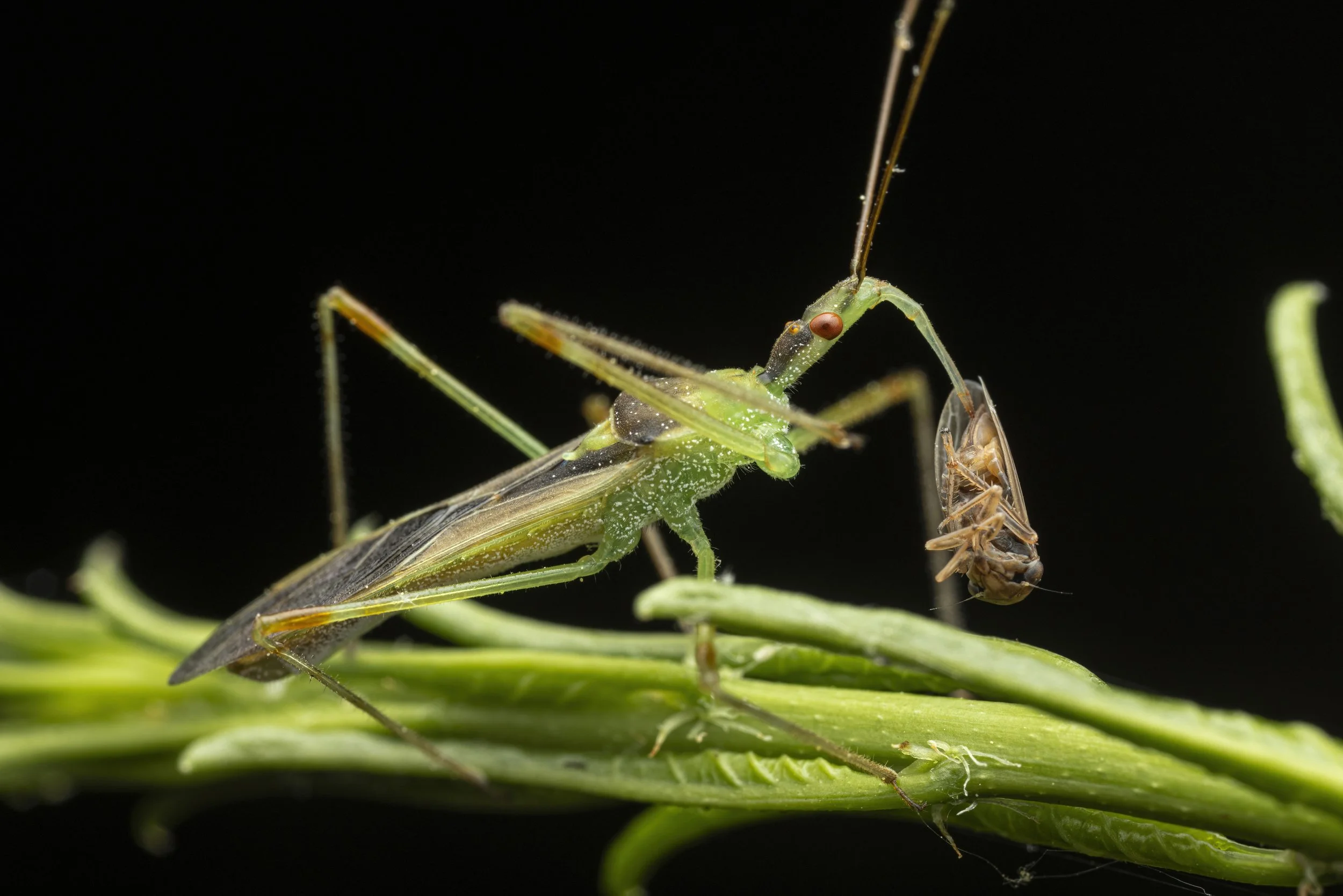 Agallia quadripunctata