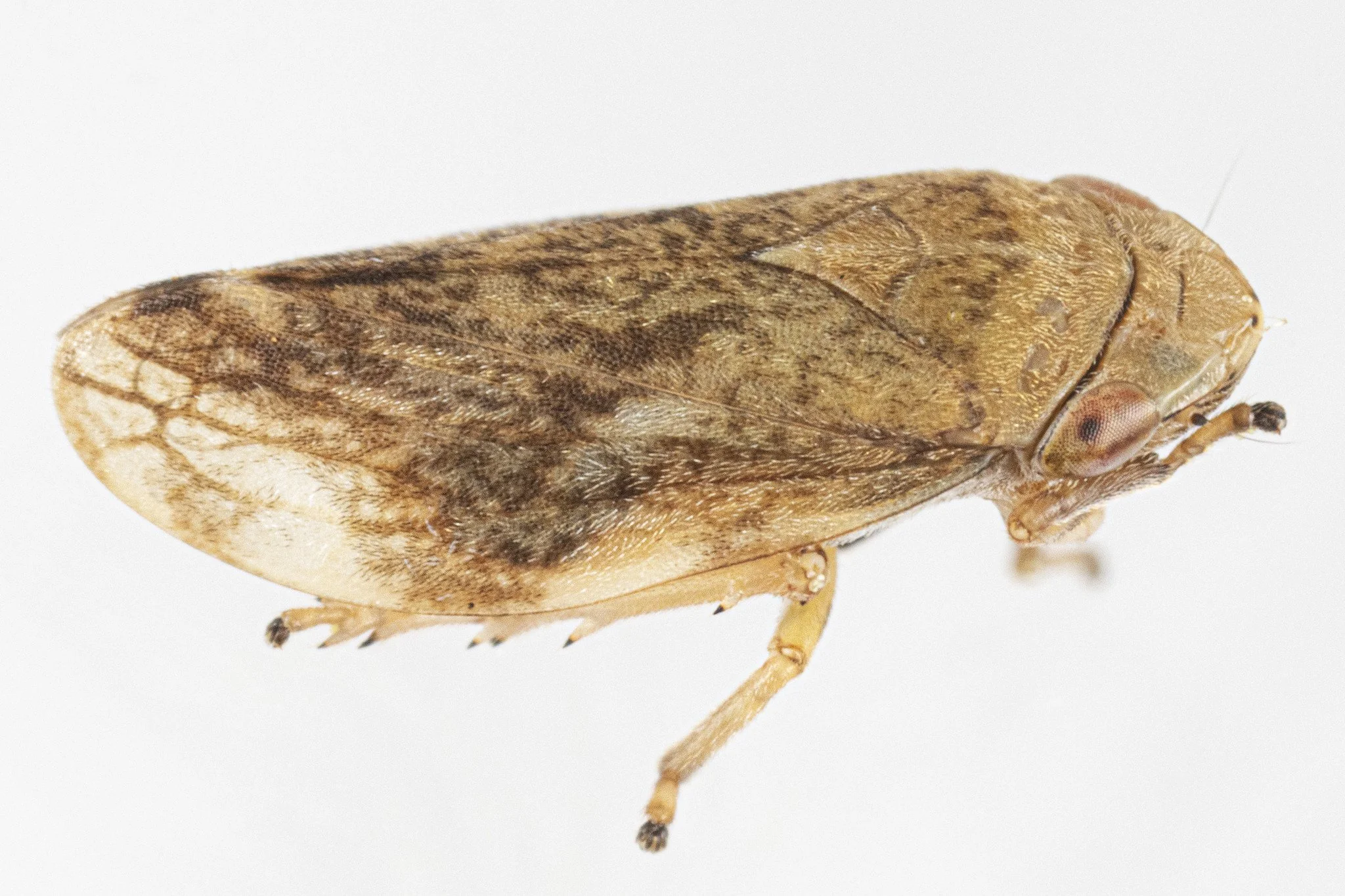 Philaenus spumarius