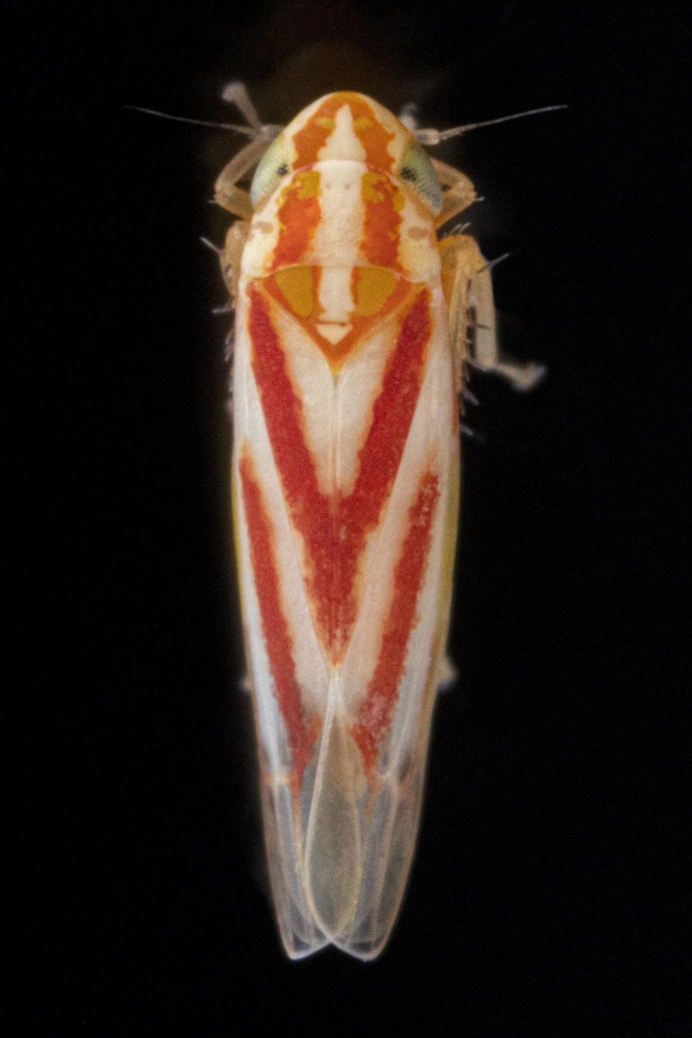 Erythridula sp.