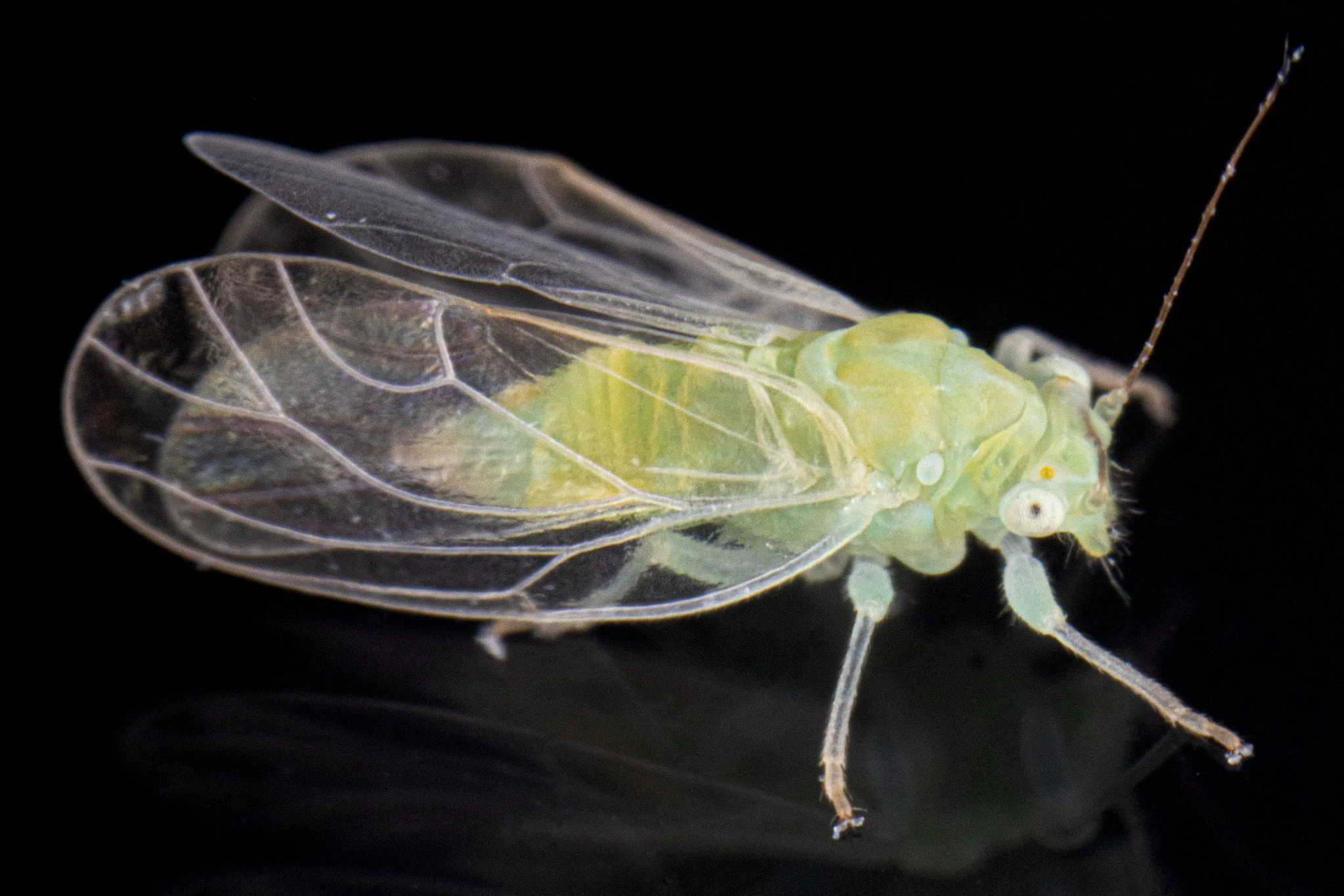 Cacopsylla mali