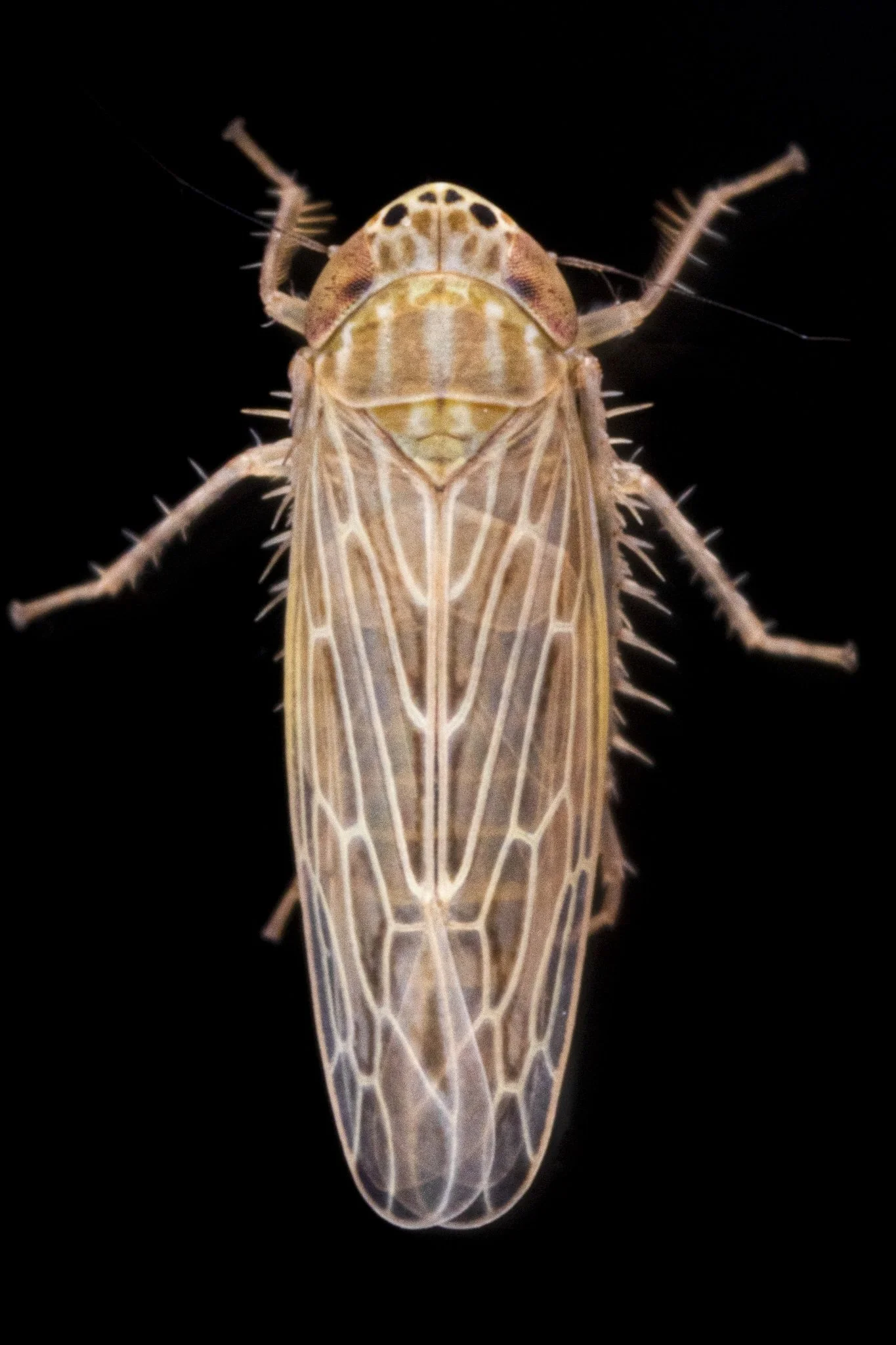 Graminella sonora