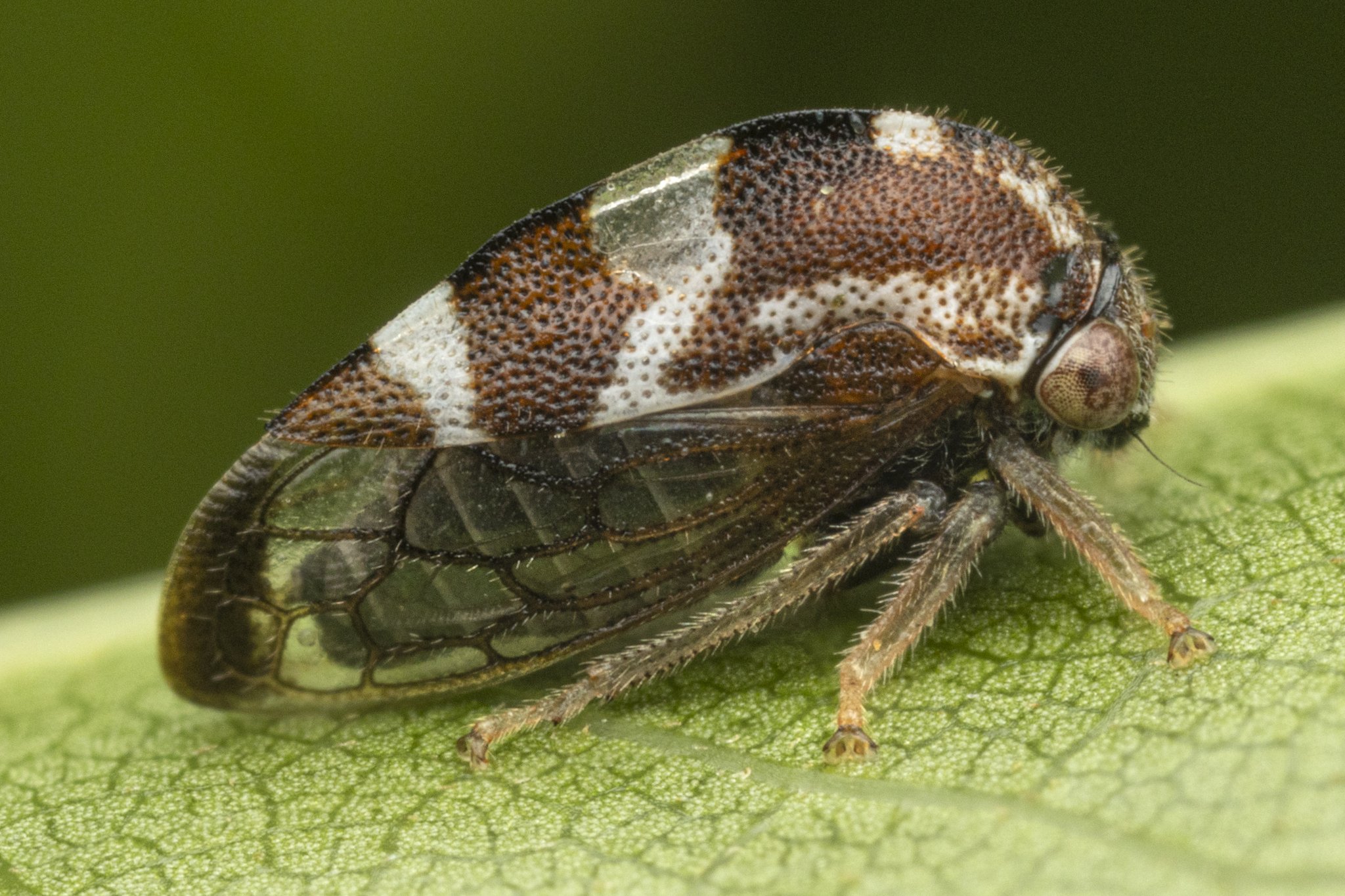 Cyrtolobus puritanus