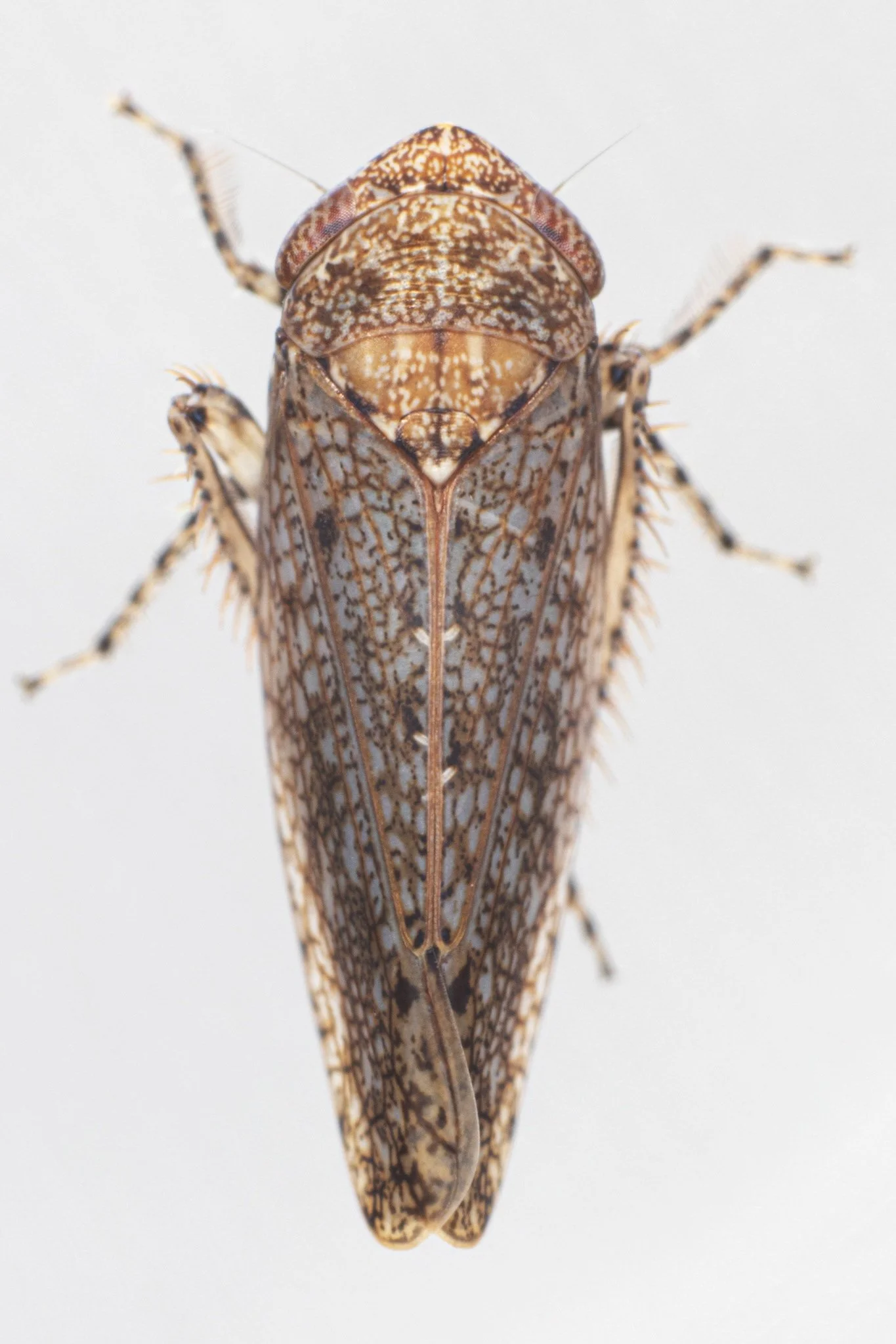 Paraphlepsius carolinus