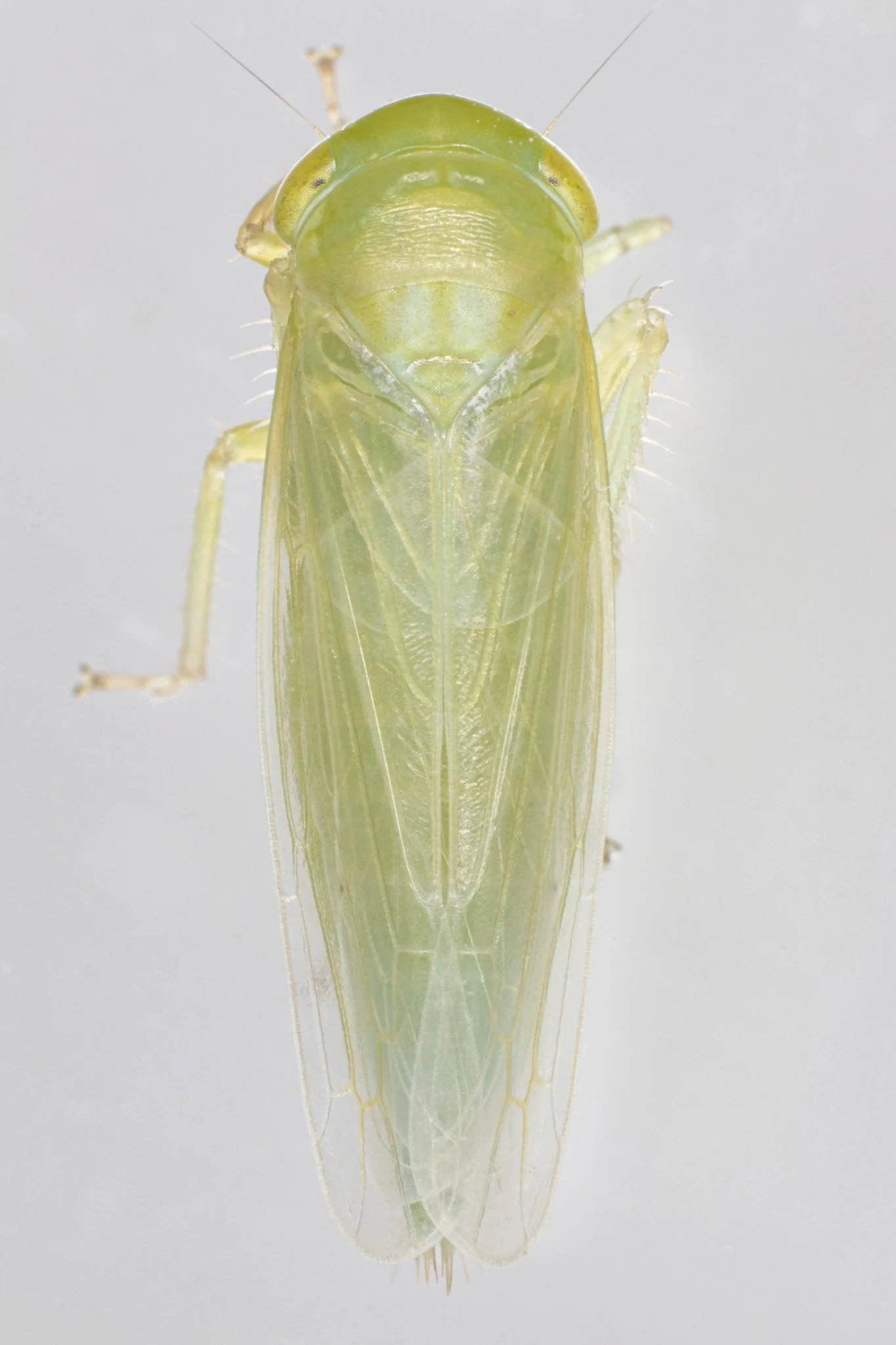 Chlorotettix unicolor
