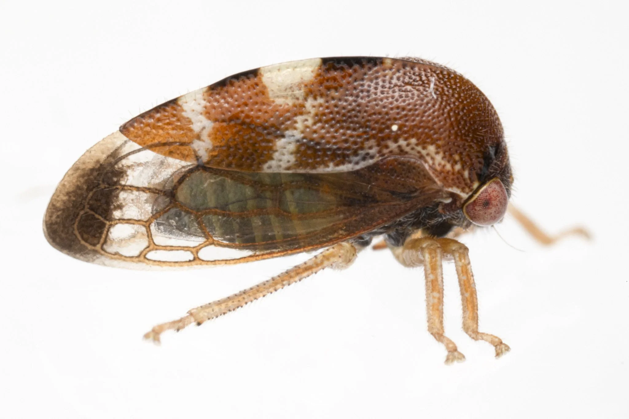 Cyrtolobus togatus | ♂