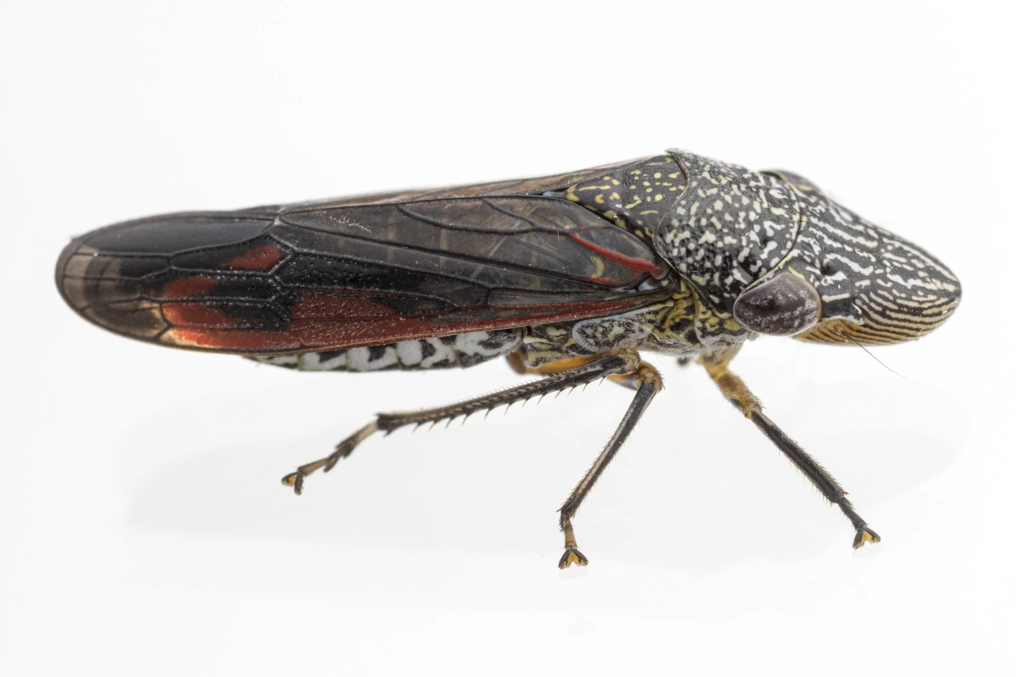 Homalodisca liturata