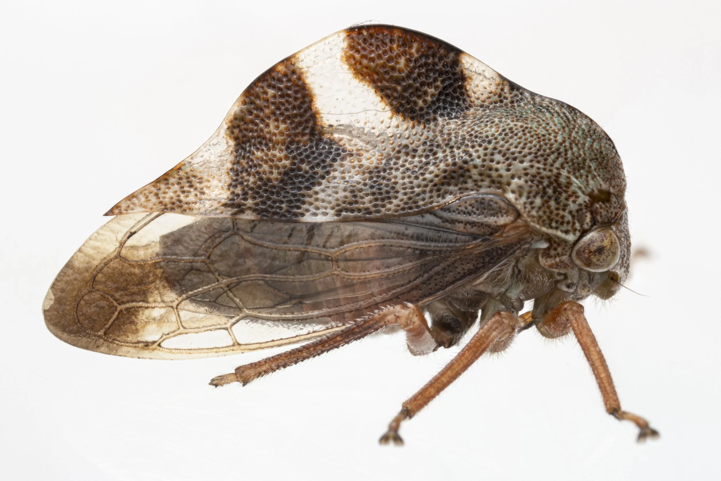 Cyrtolobus tuberosus | ♀