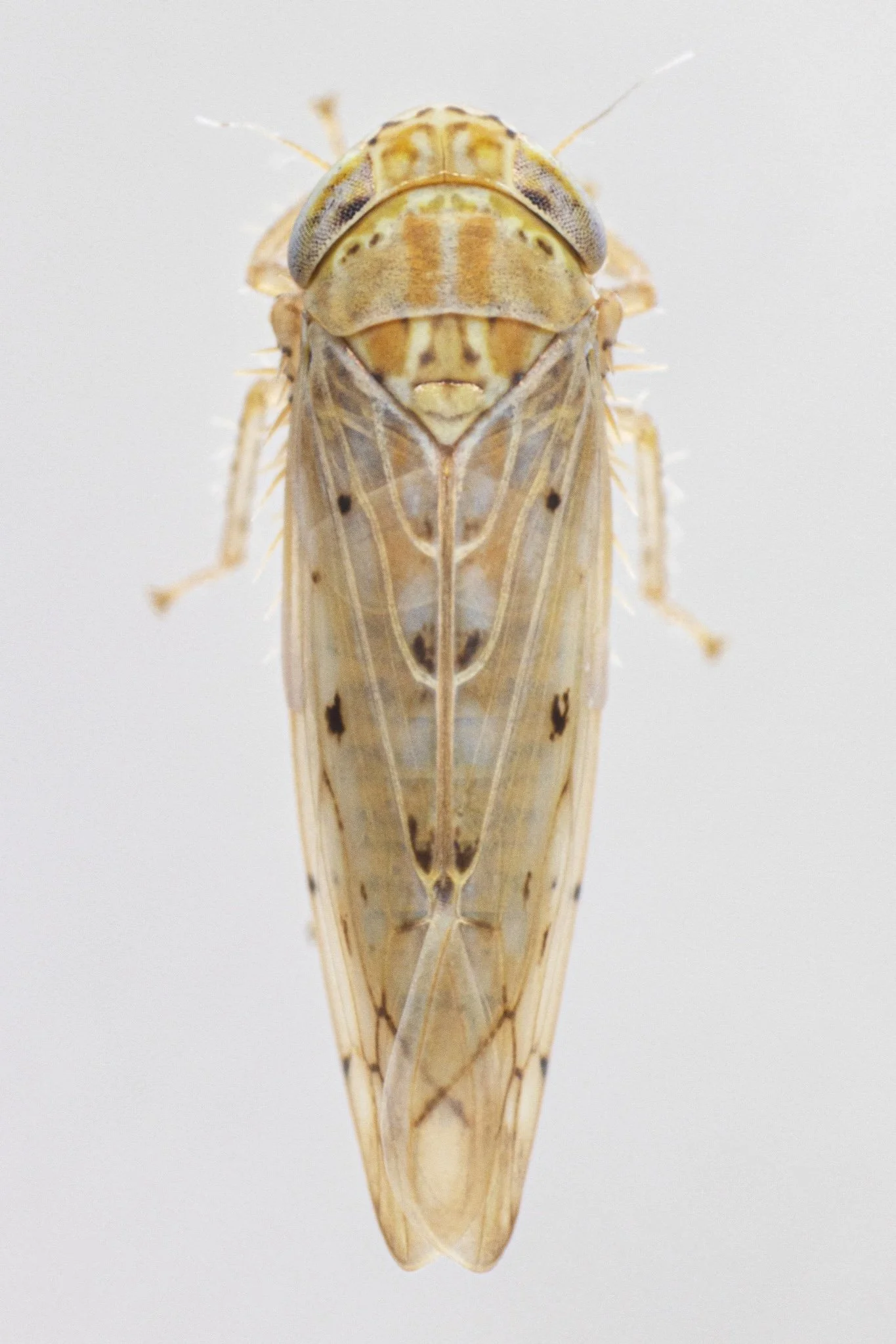 Atanus perspicillatus