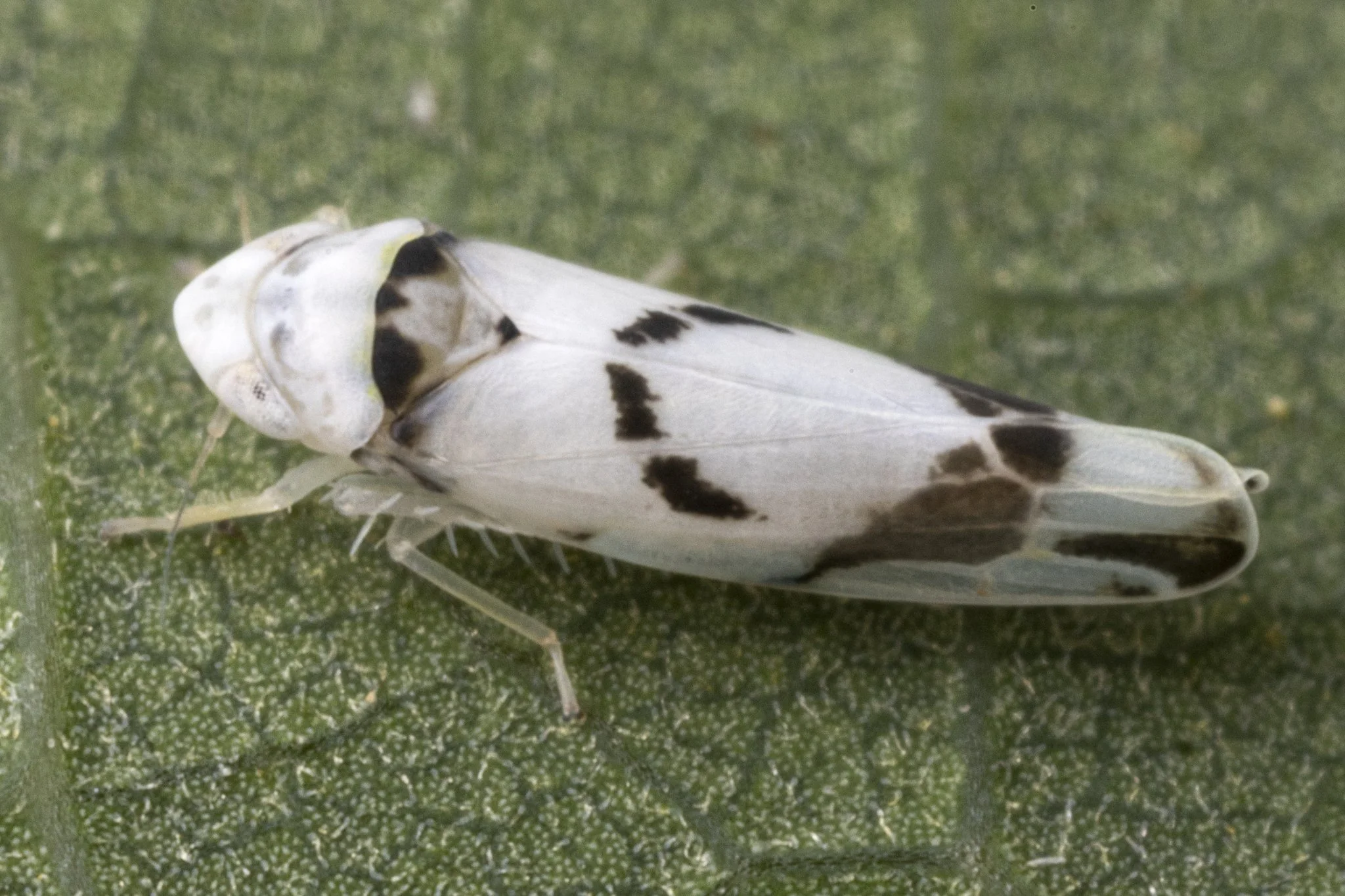 Eratoneura lunata