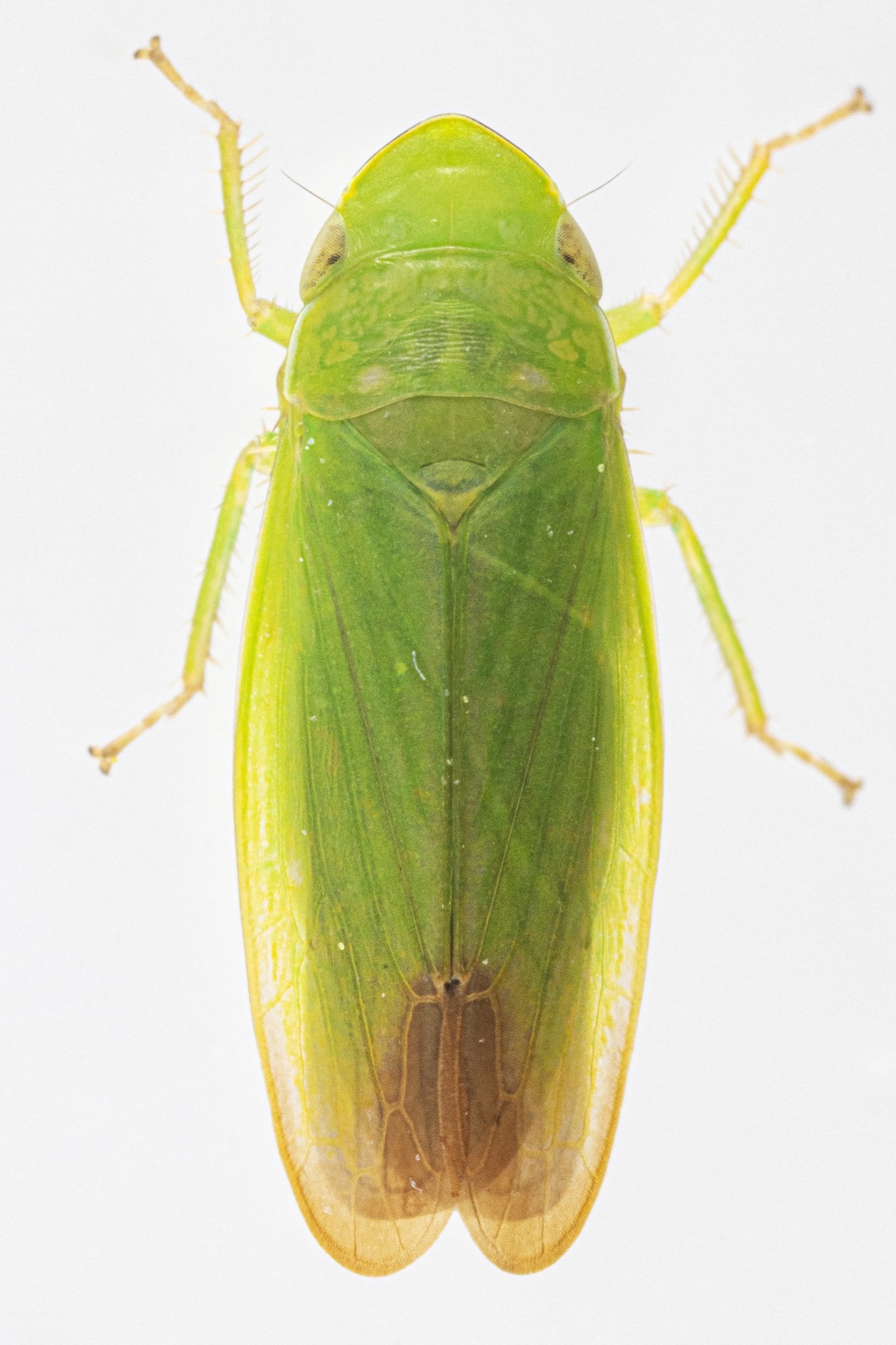 Hecalus sp.