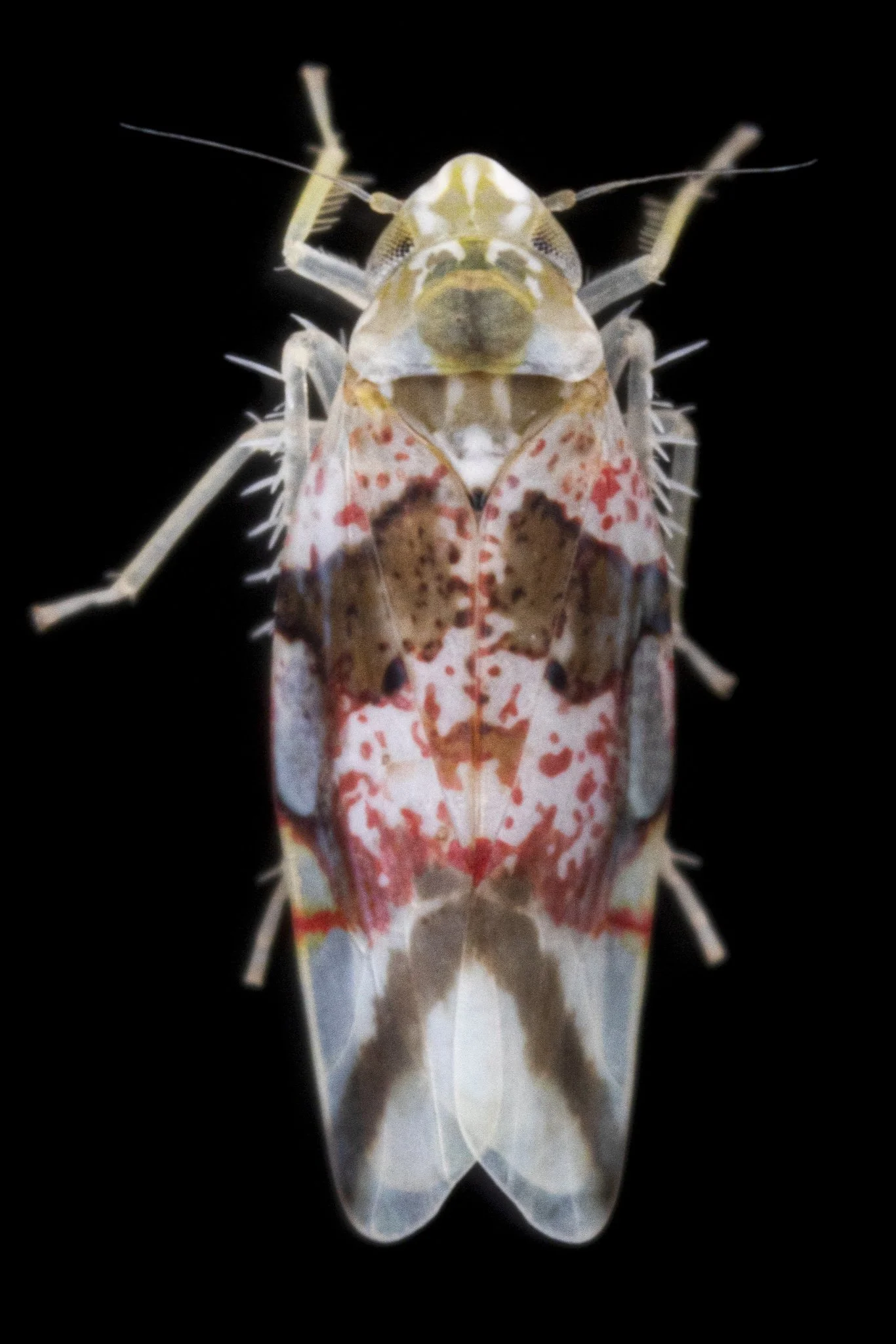 Hymetta kansasensis
