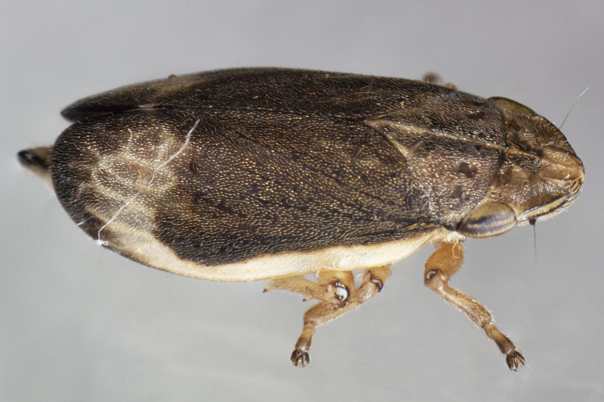 Philaenarcys spartina