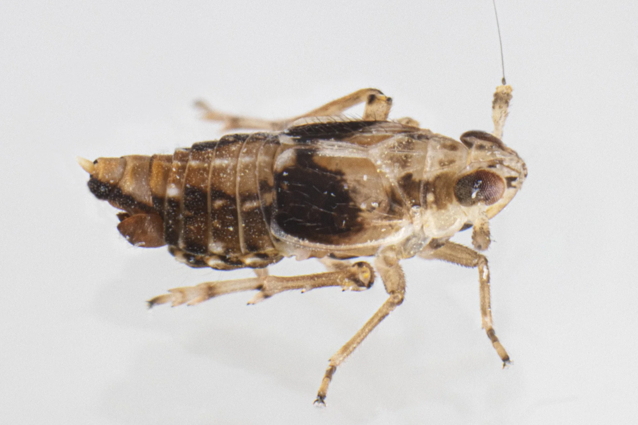 Megamelus distinctus