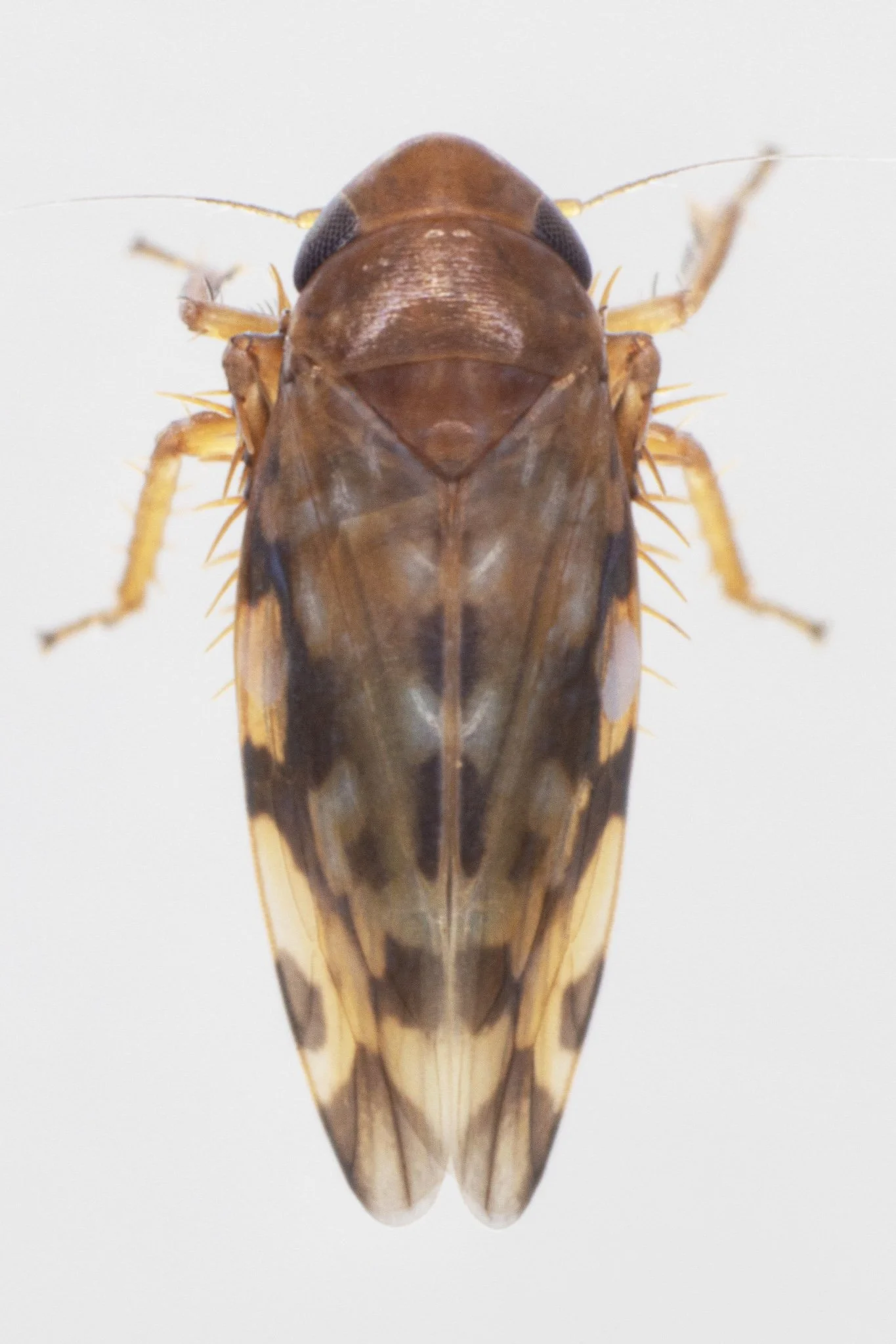 Xestocephalus fulvocapitatus