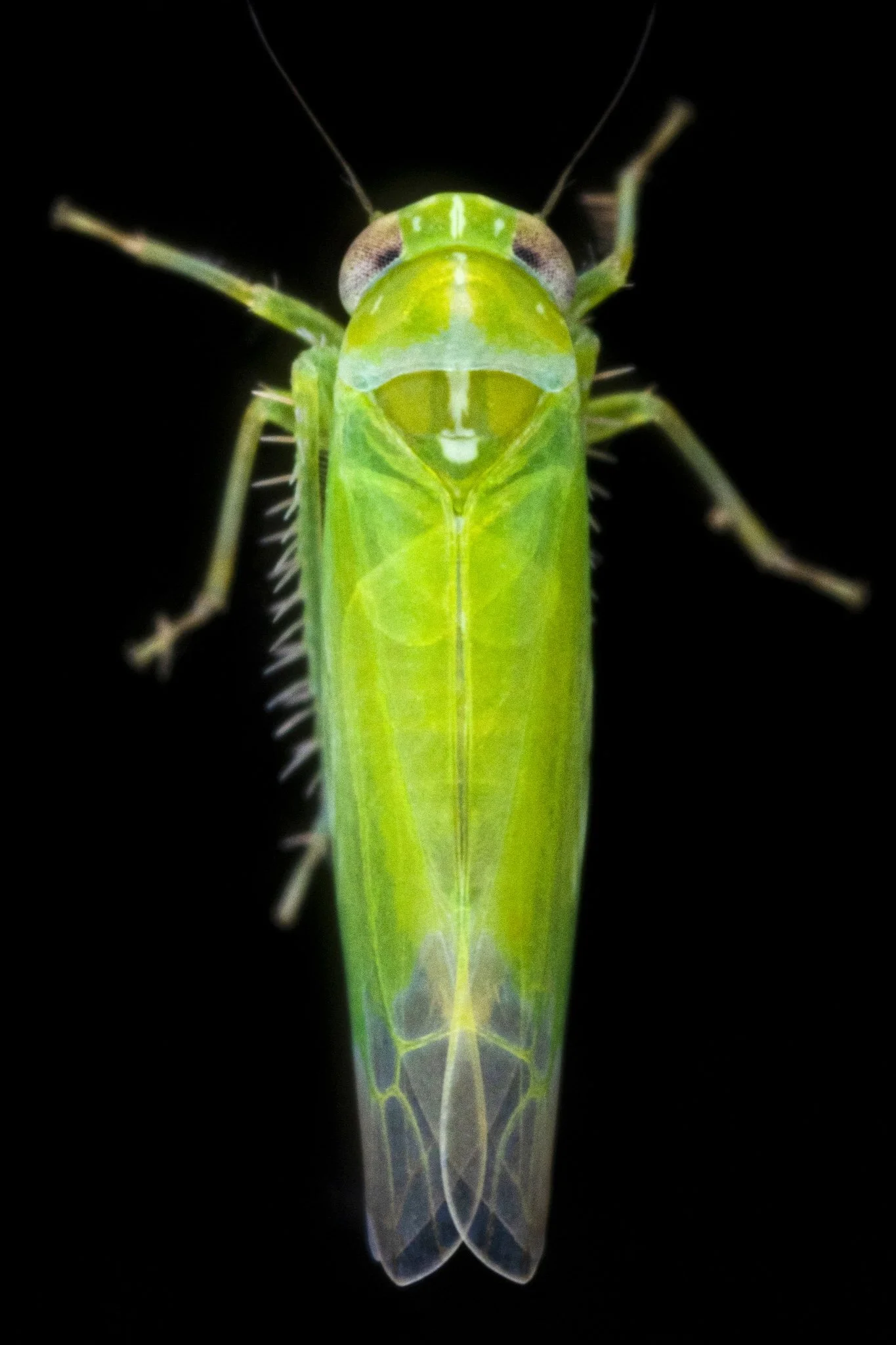 Kyboasca maligna