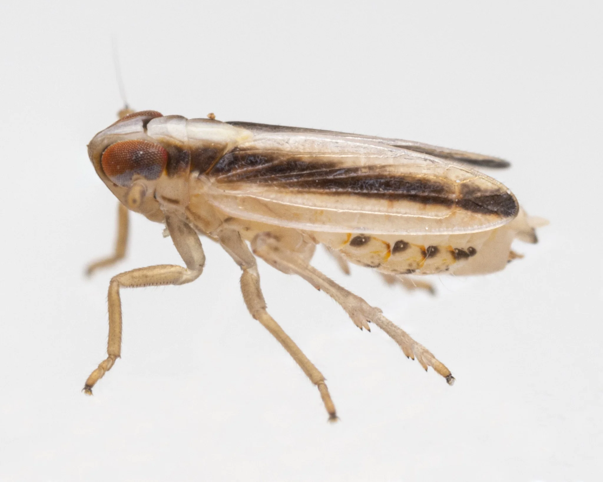 Kelisia curvata