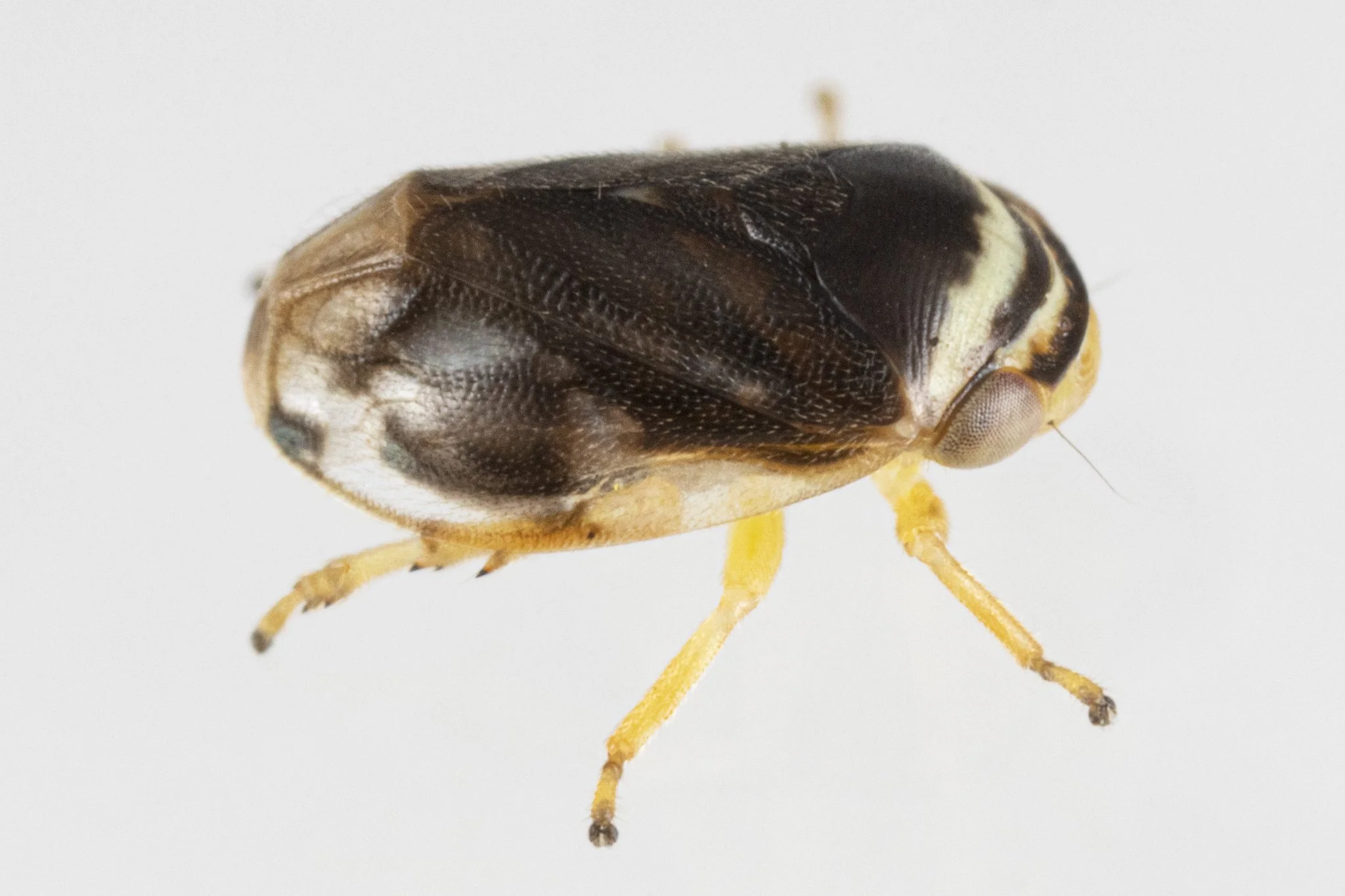 Clastoptera testacea