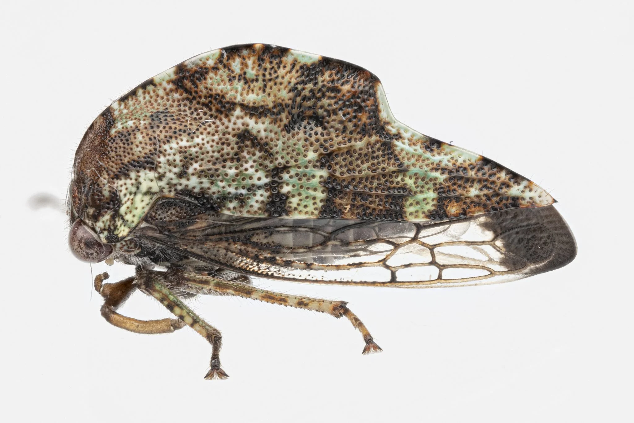 Telamona stephani | ♂