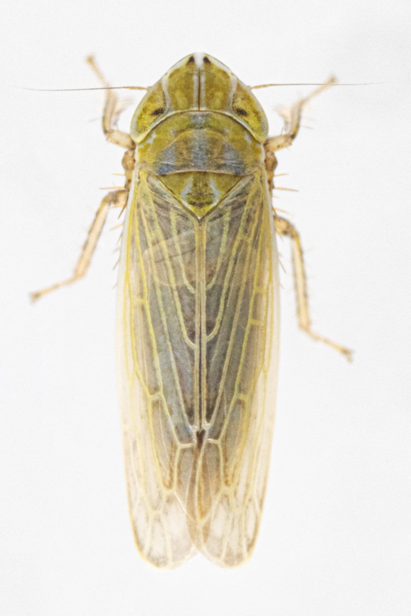 Arthaldeus pascuellus