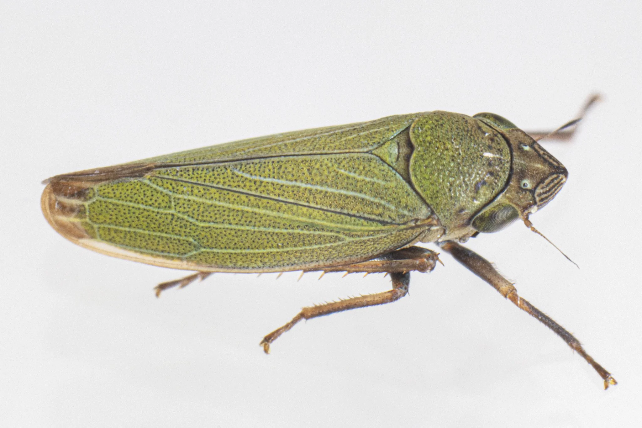 Helochara communis