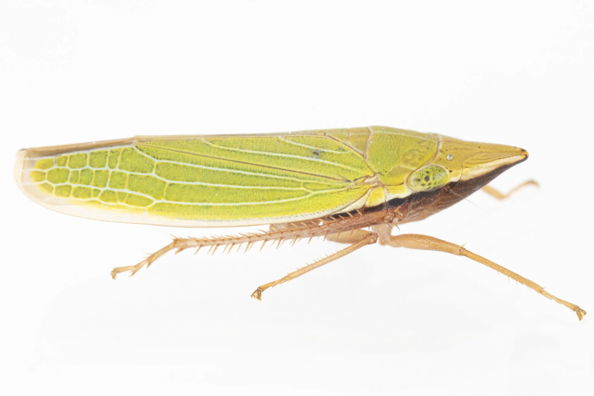 Draeculacephala antica