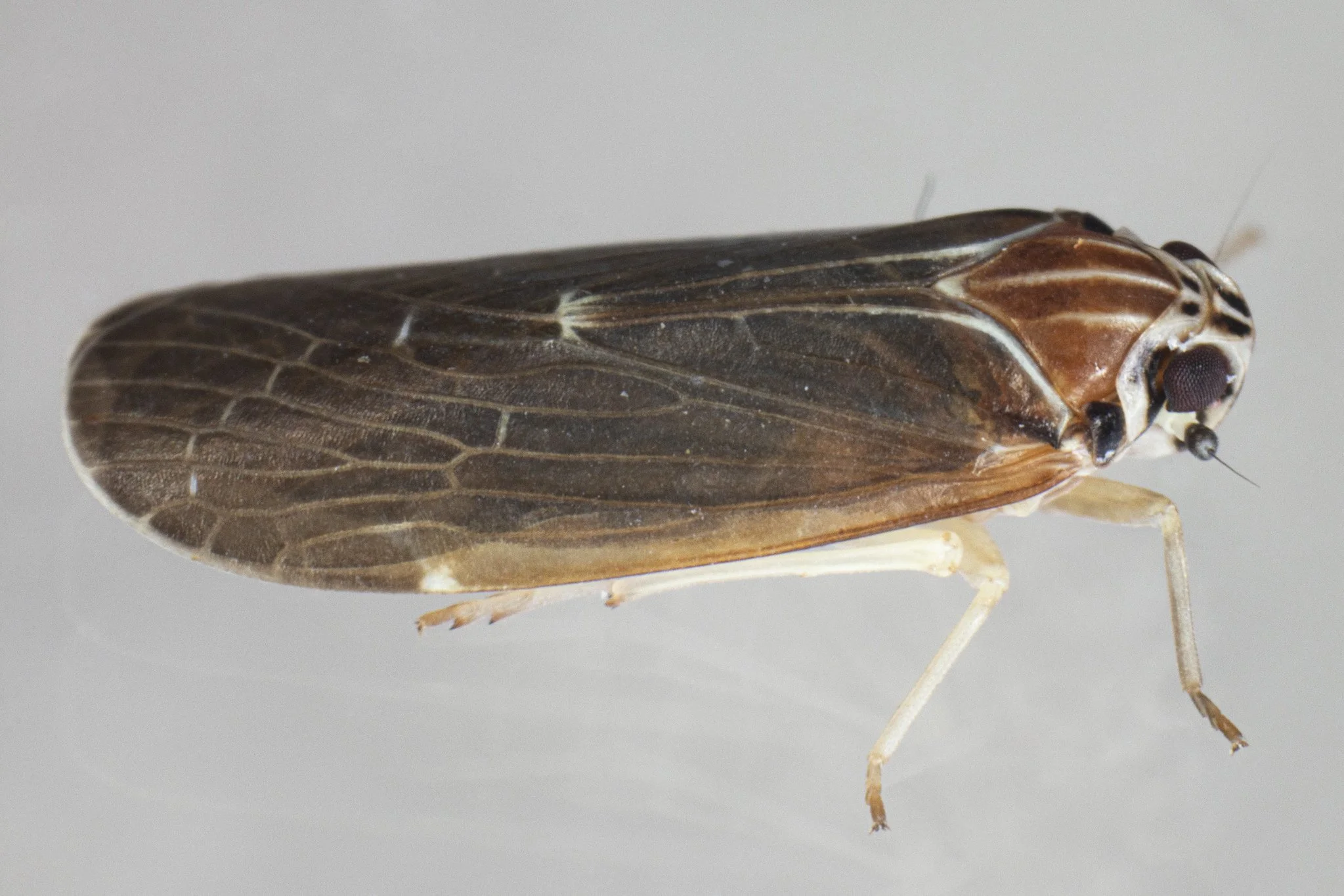 Synecdoche impunctata