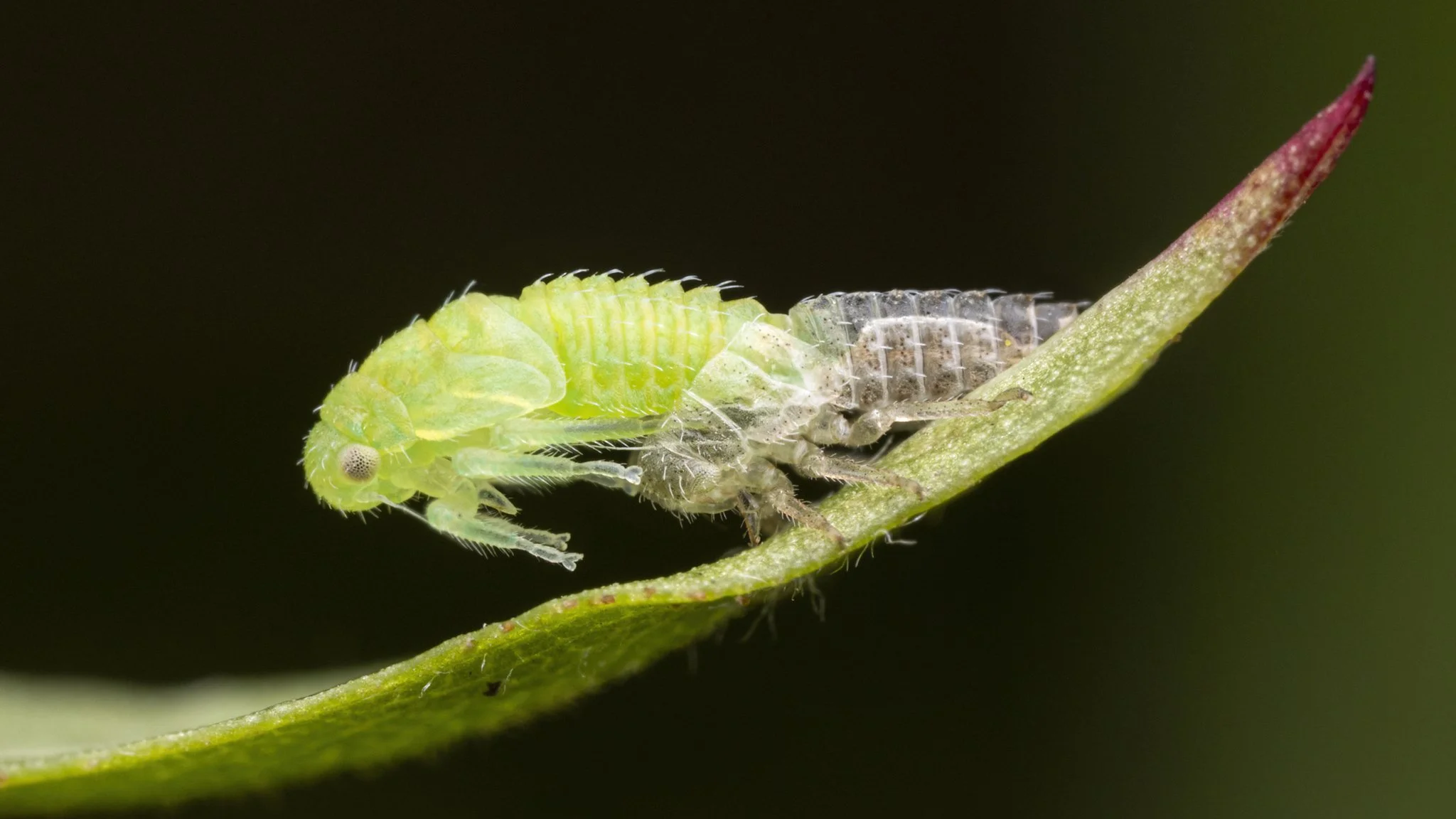 Macropsis sp.