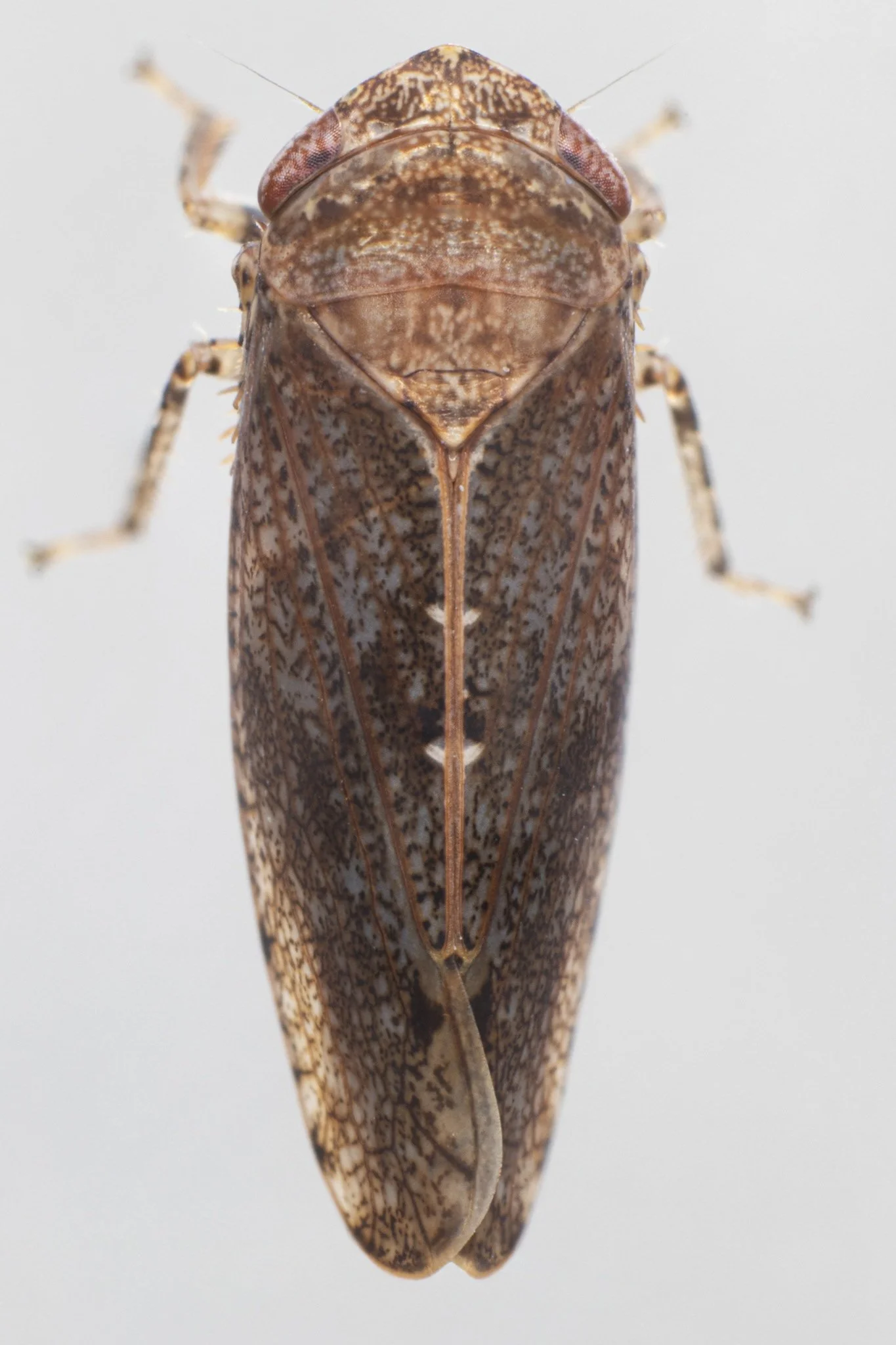Paraphlepsius bifidus
