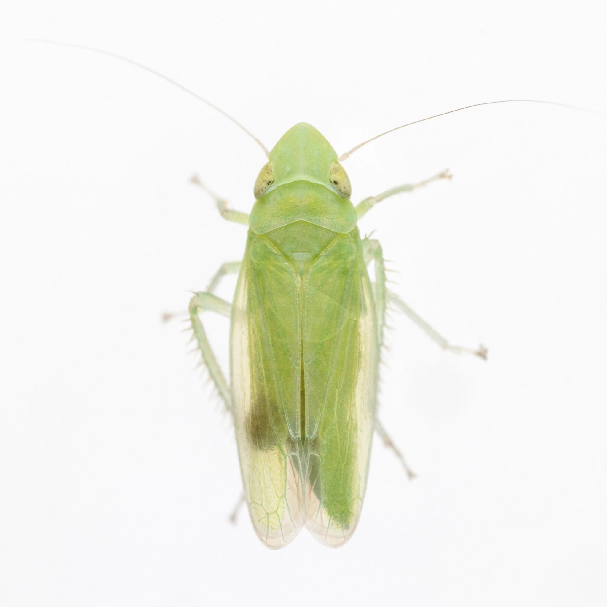 Neocoelidia pallida