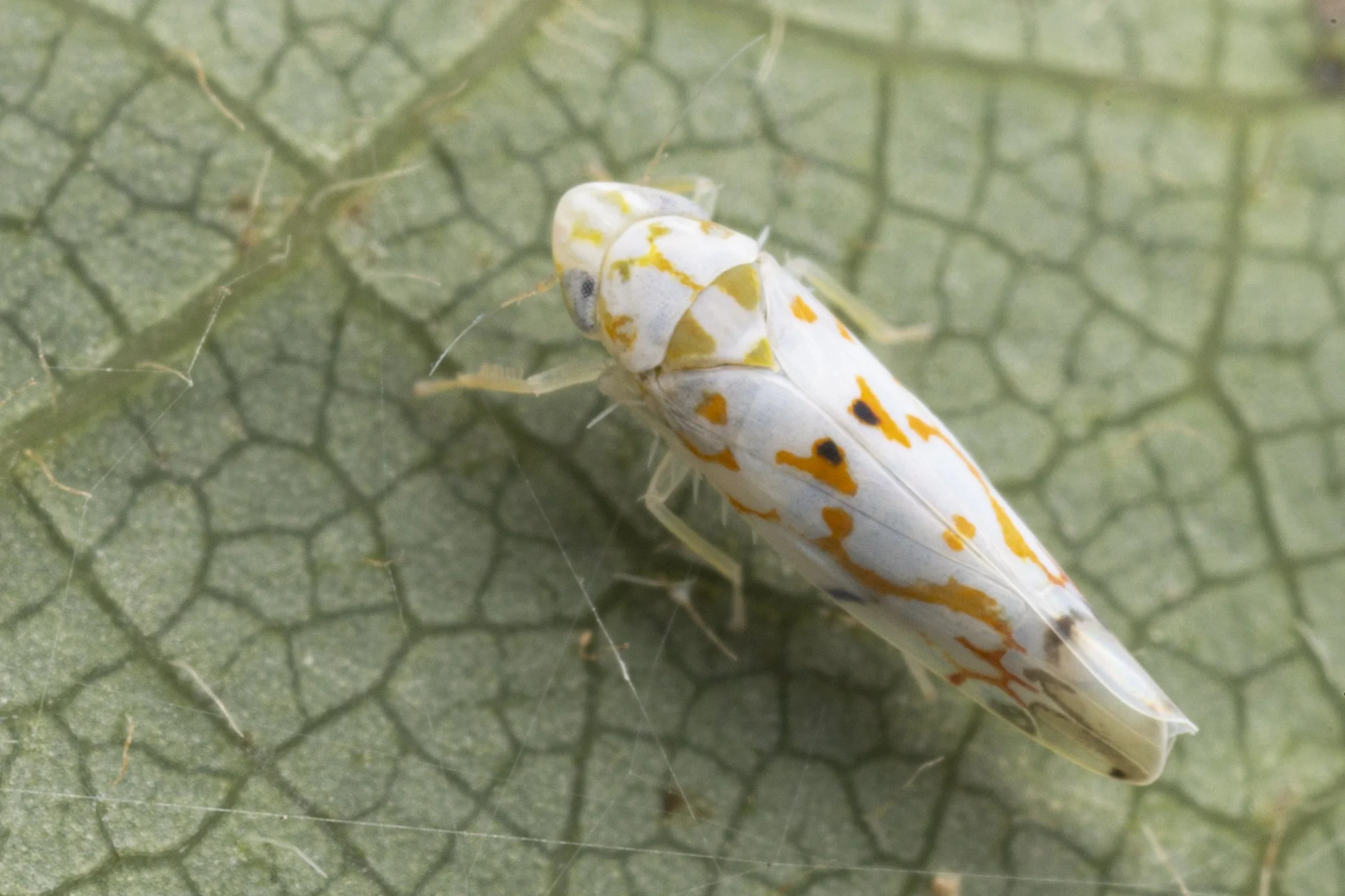 Erythroneura delicata