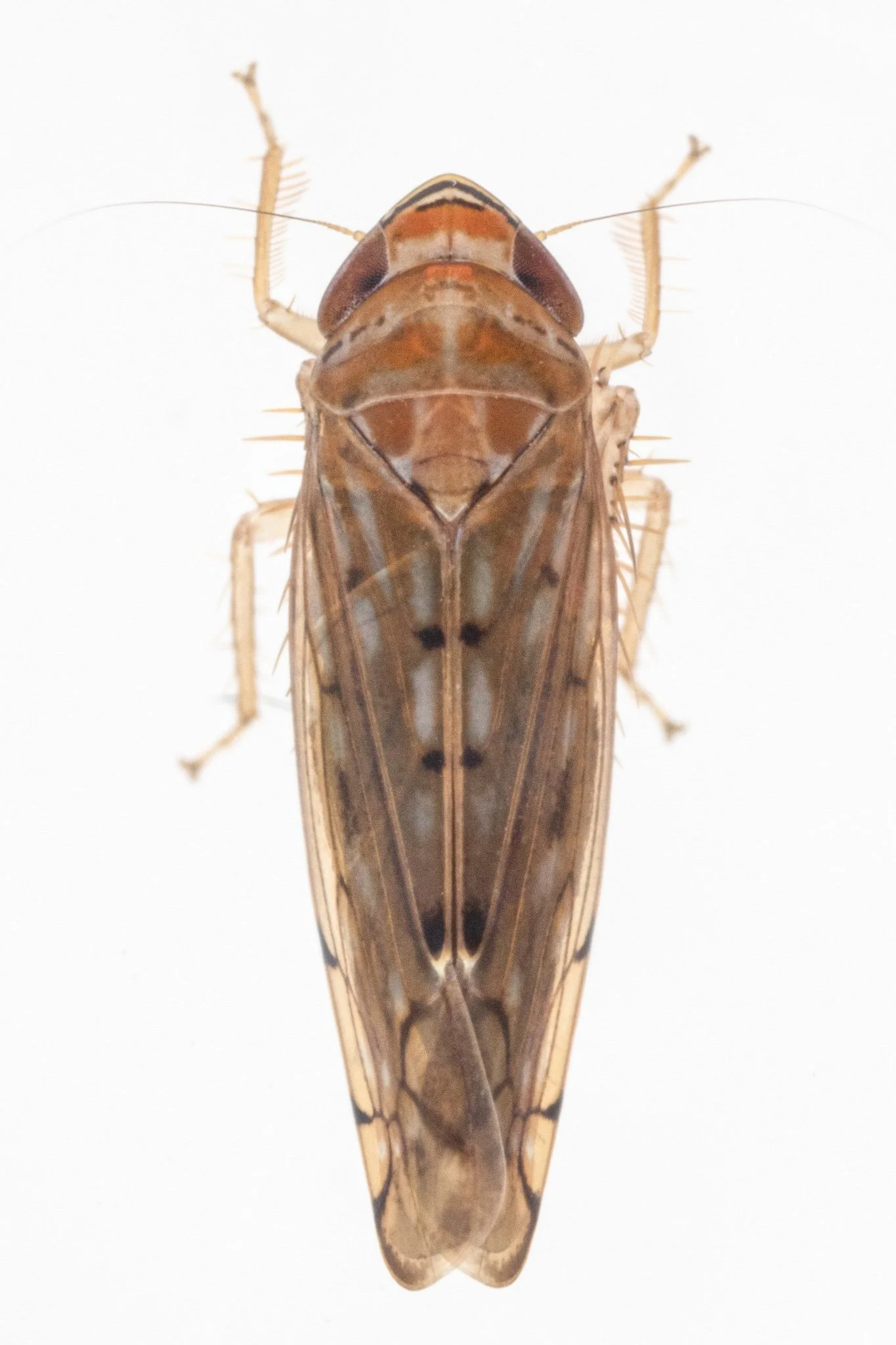 Osbornellus rotundus