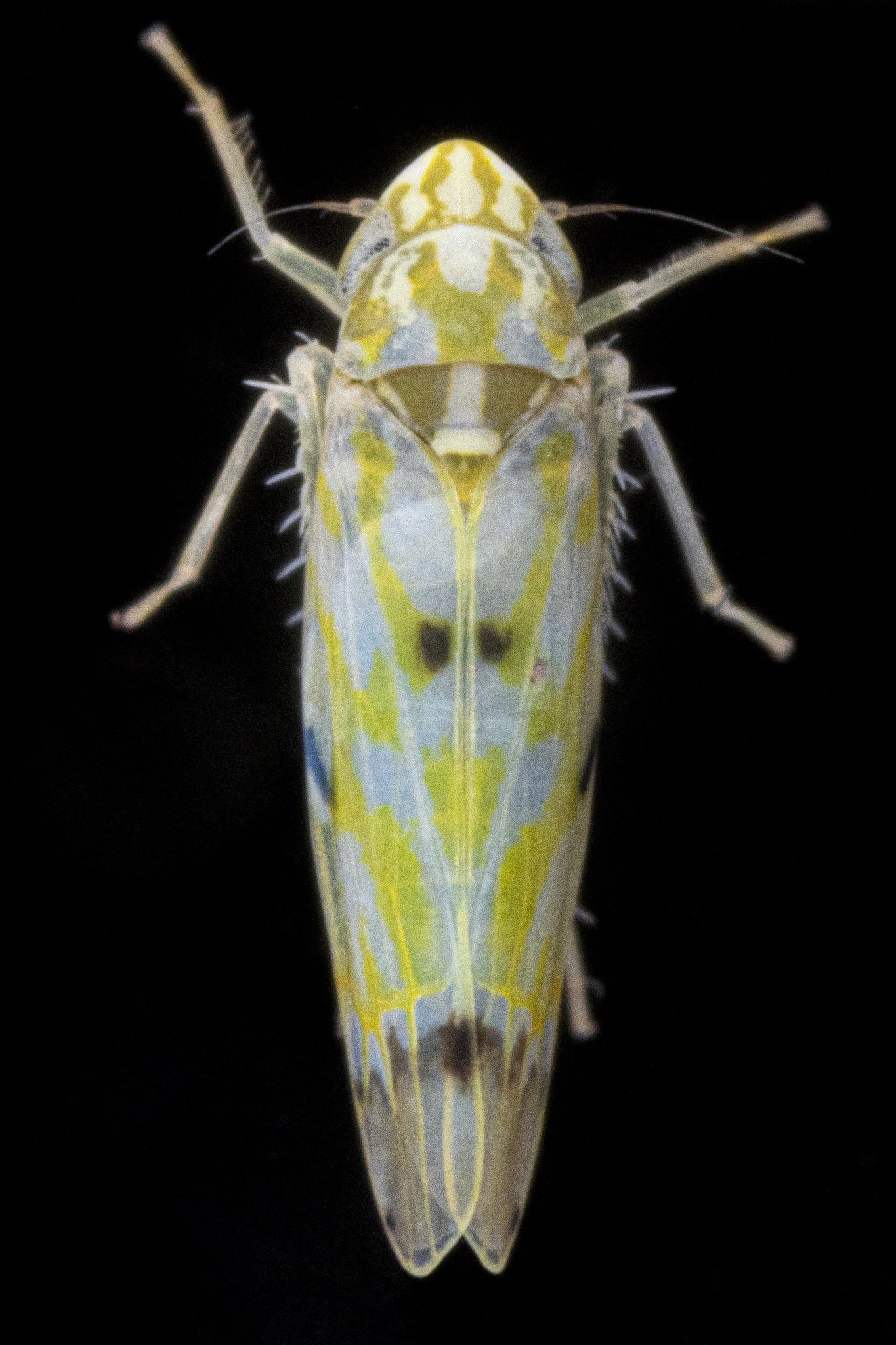 Erythroneura cf. vagabunda