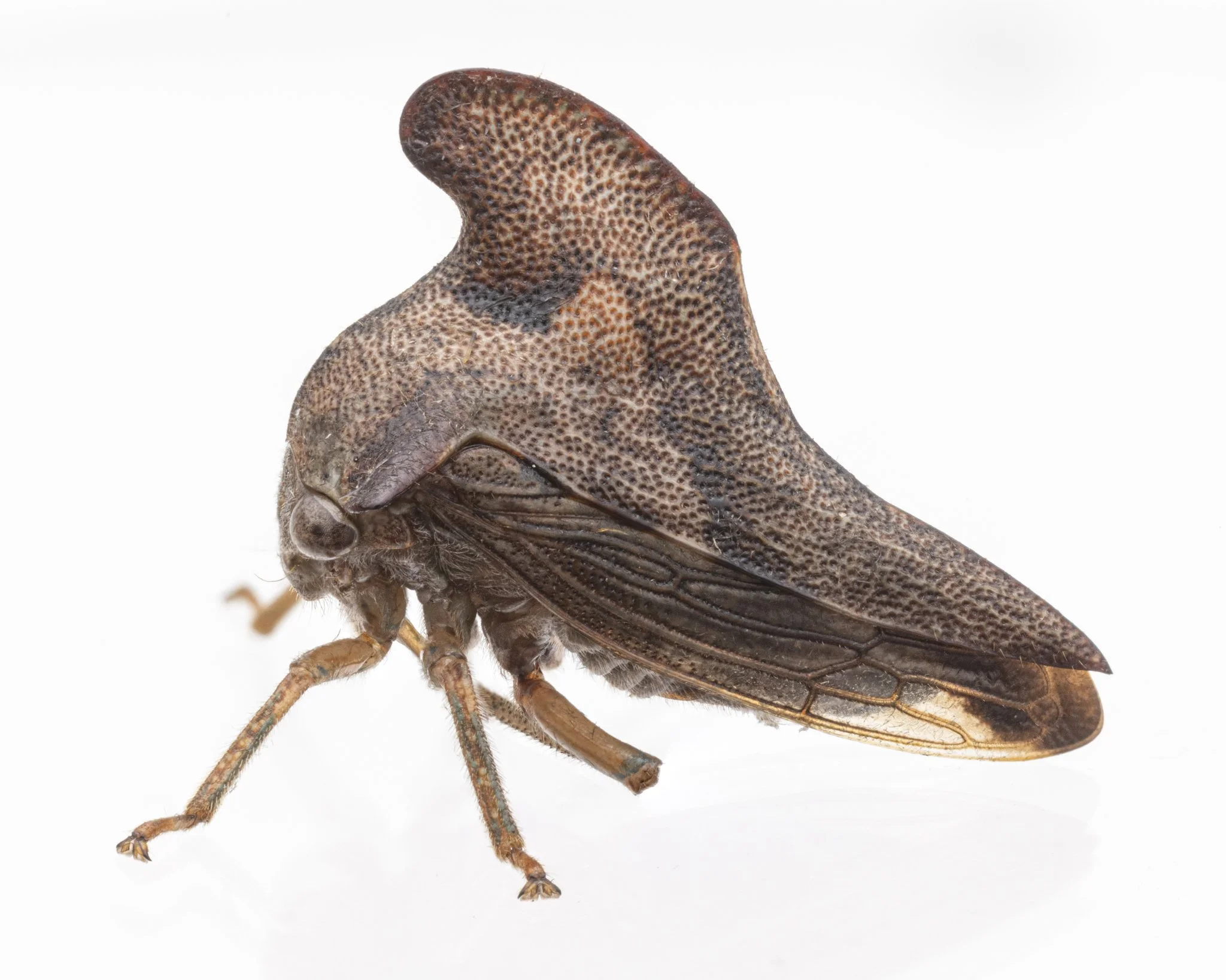 Telamona projecta | ♀