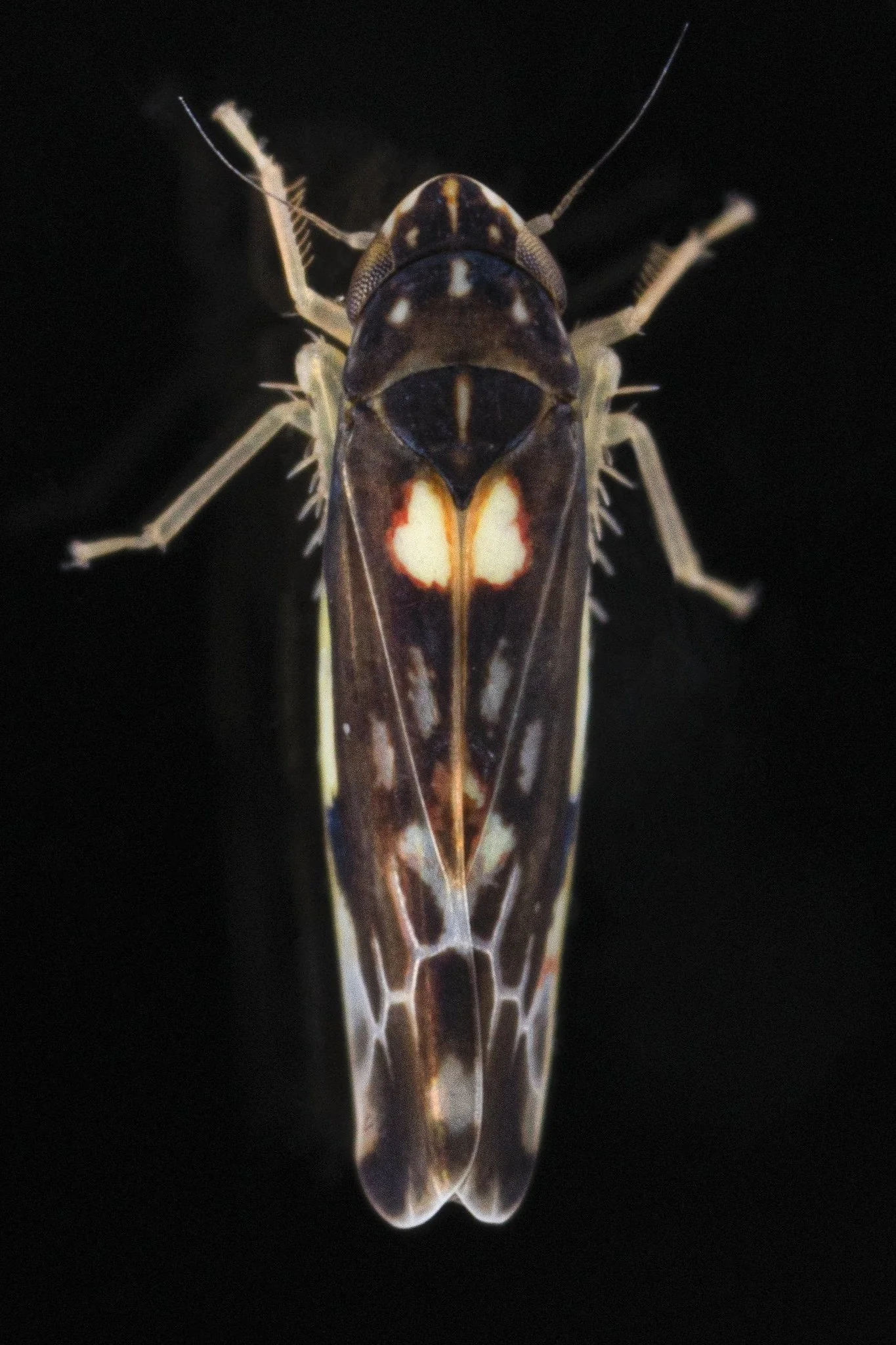 Erasmoneura sp.