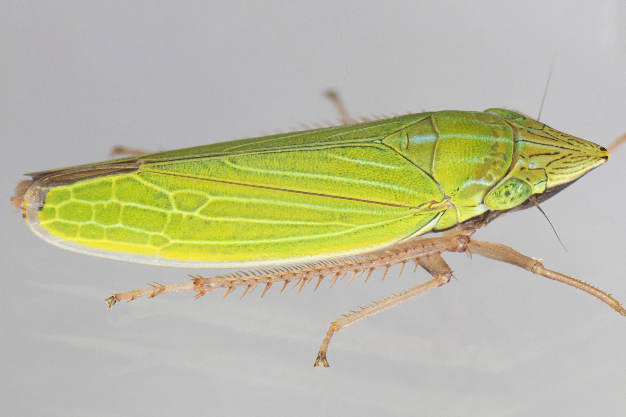 Draeculacephala mollipes