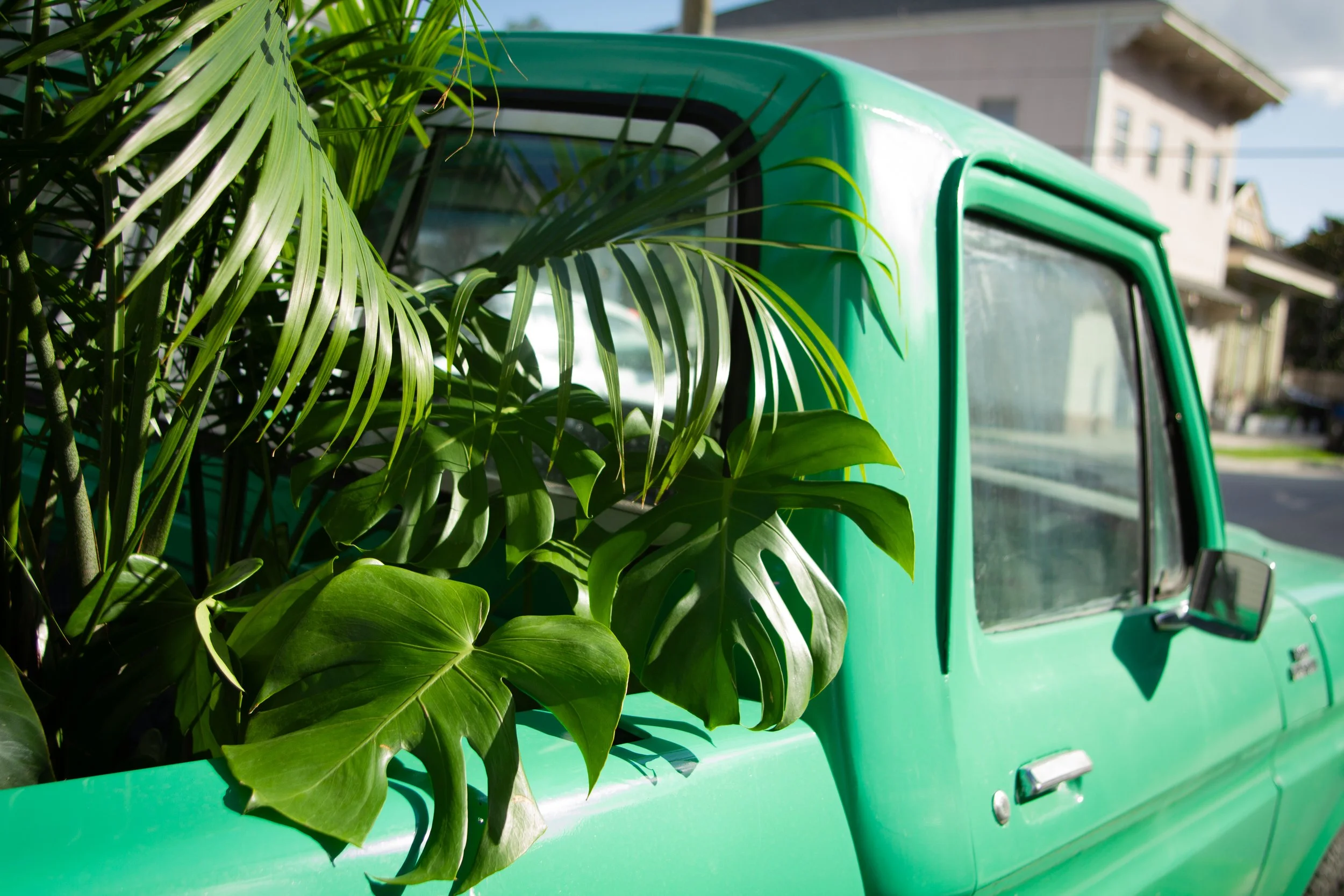 High impact plant rentals in New Orleans for corporate events, conventions, weddings, and brand activations. Turnkey greenery with onsite styling.