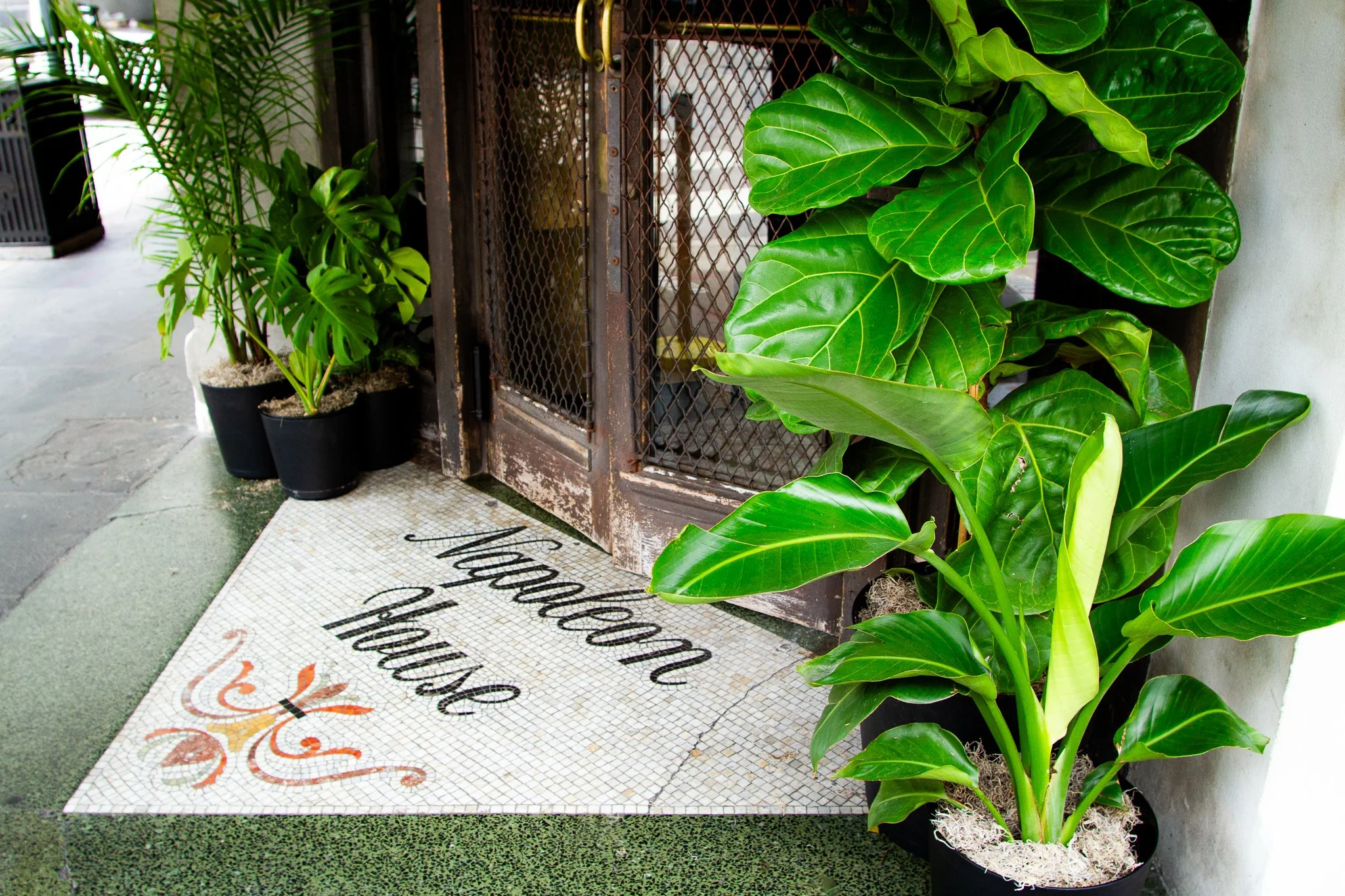 Plant rentals dressing an event entrance at a historic New Orleans venue