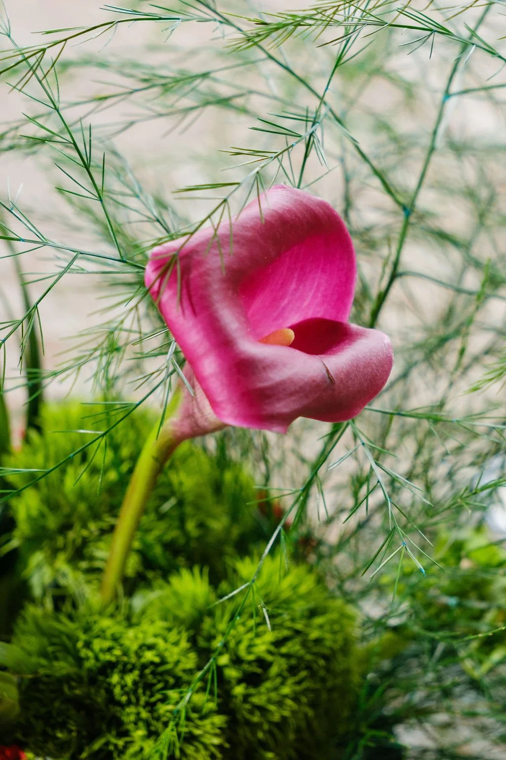 New Orleans event plant rentals and floral design. Tropical foliage arrangements with curated floral accents.