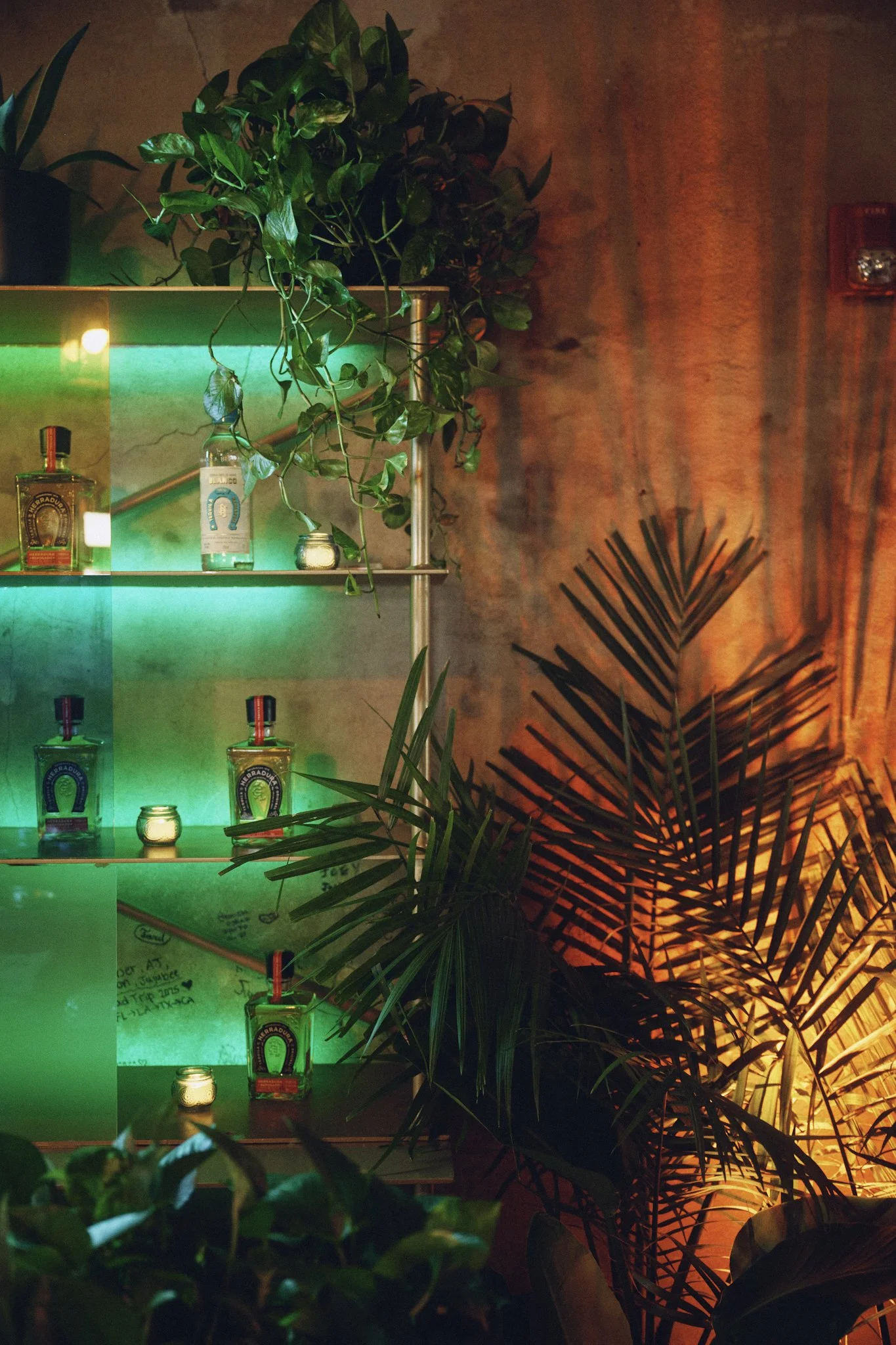 Tropical plant rentals for events in New Orleans styled for an indoor brand activation