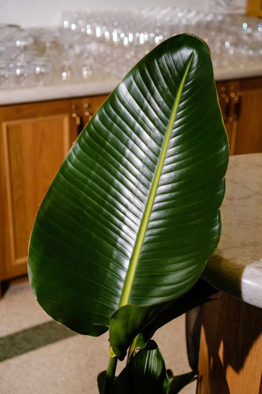 new-orleans-plant-rentals-wedding-bar-organic-greenery.jpg