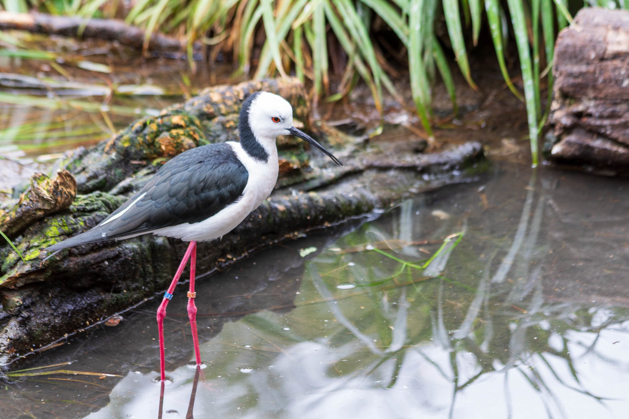 Pied Stilt