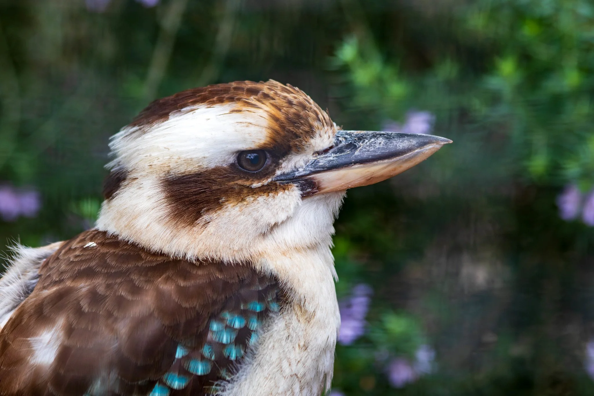 Kookaburra