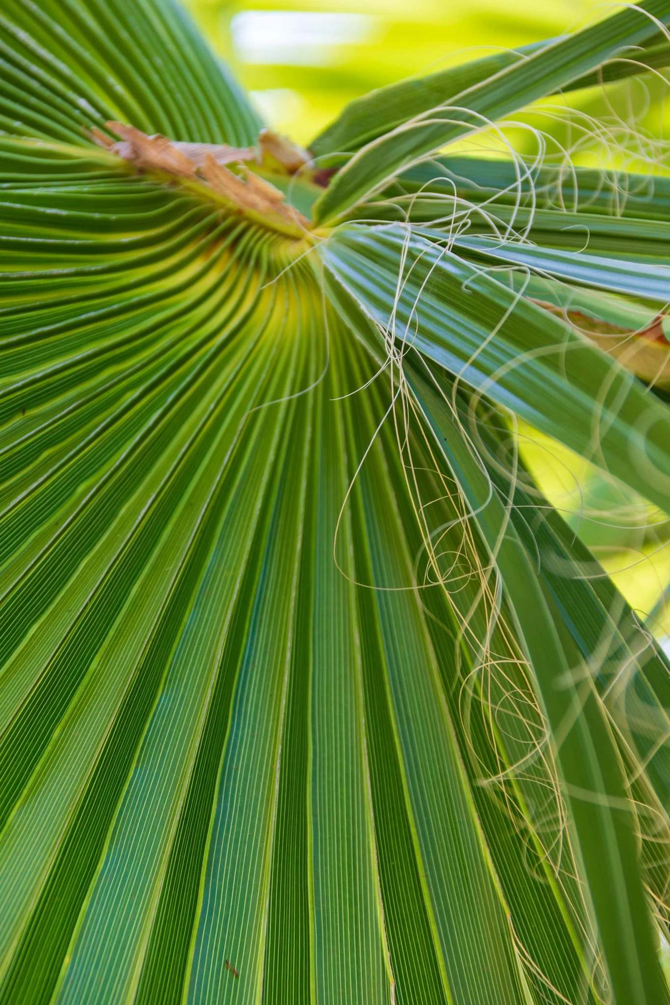 Palm leaves