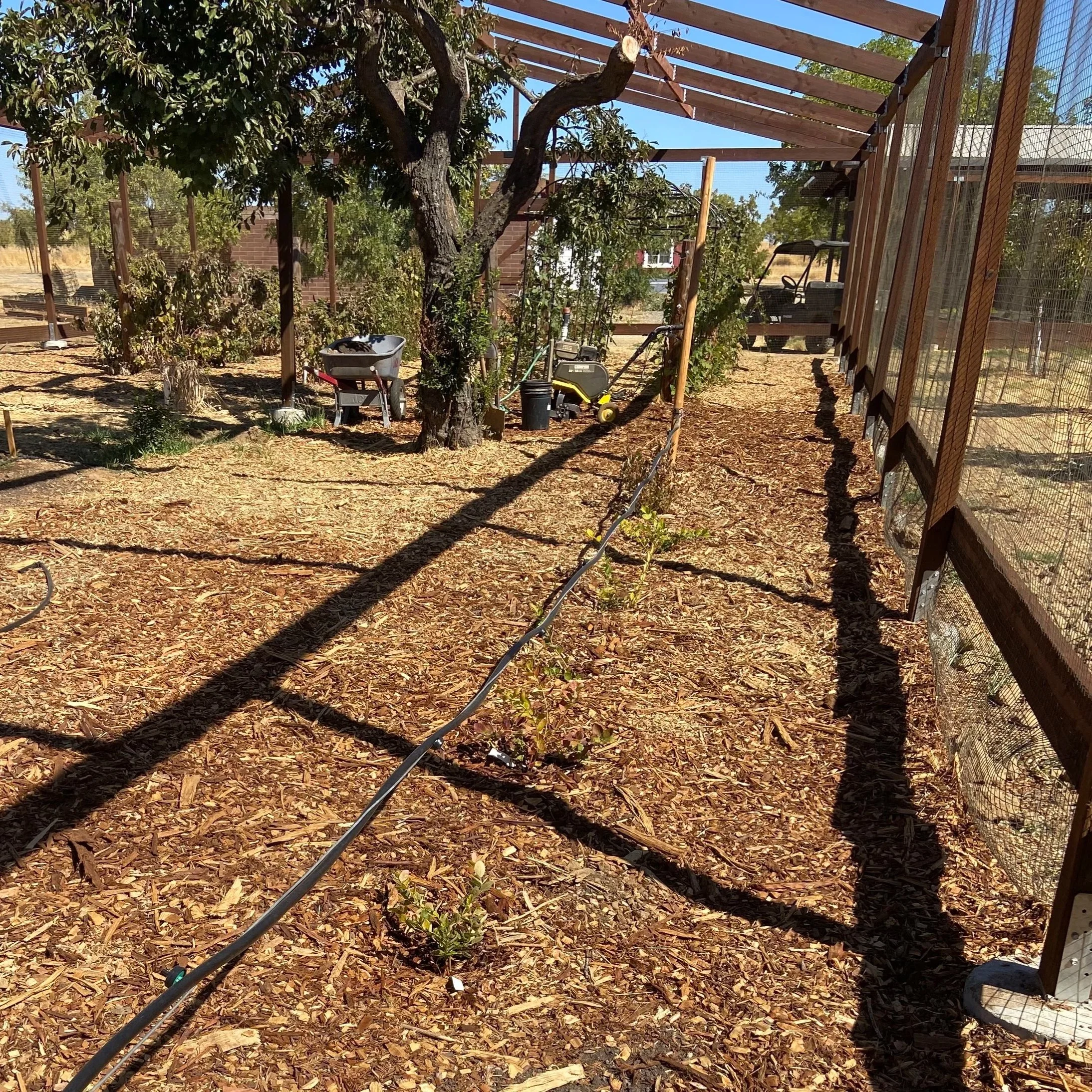 New wood structure surrounding berry bushes surrounded by grass, spare wood pieces and tractor.