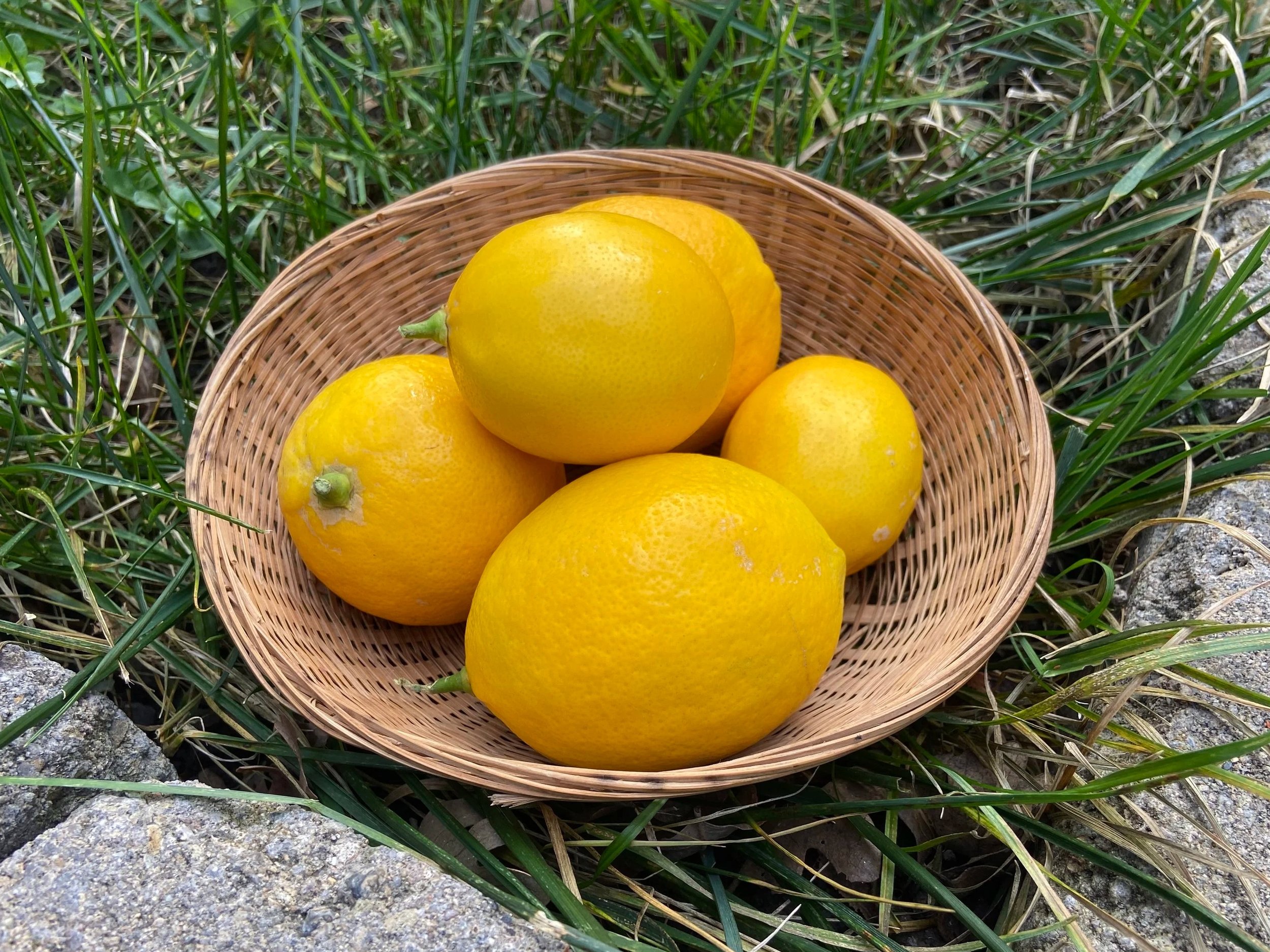 basket of meyer lemons