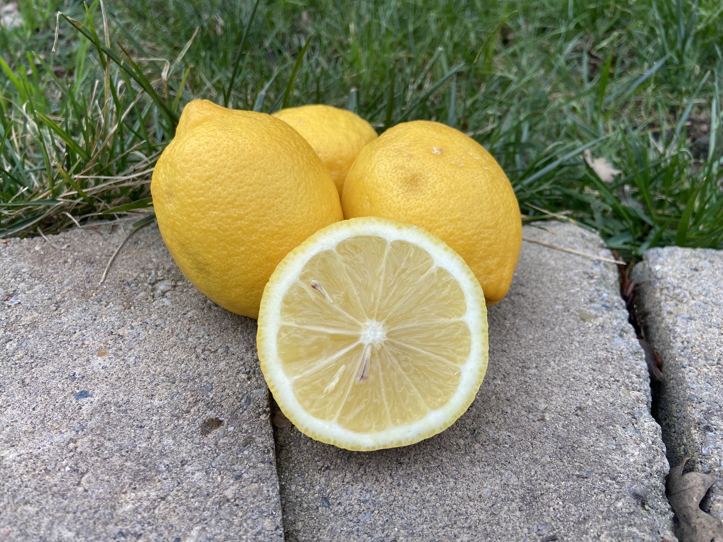 basket of lisbon lemons